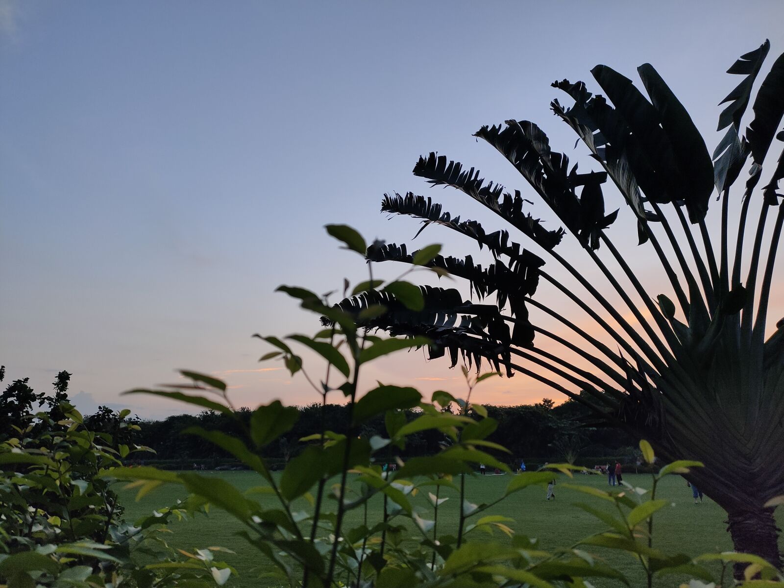 Realme 5 PRO sample photo. Sunrise, morning, tree photography