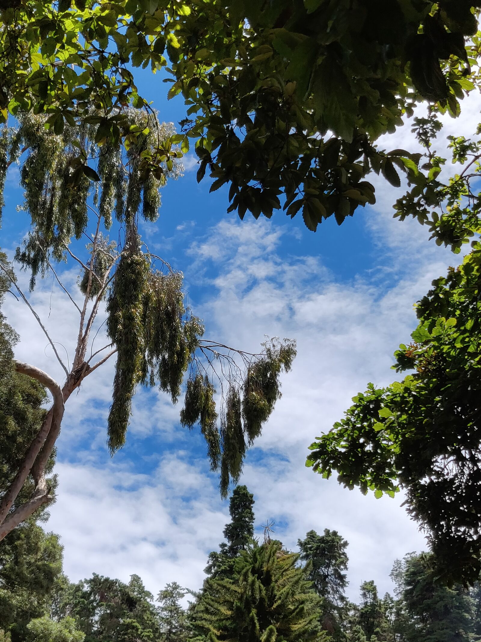 OnePlus A6000 sample photo. Blue clear sky, ooty photography