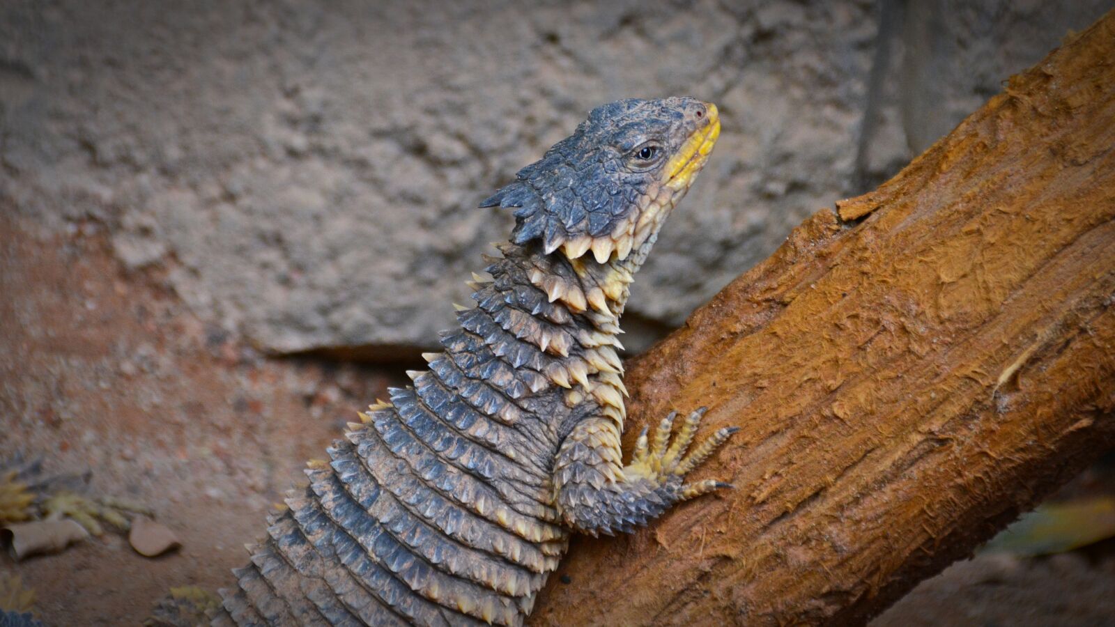 Nikon D5200 sample photo. Giant belt tail, lizard photography