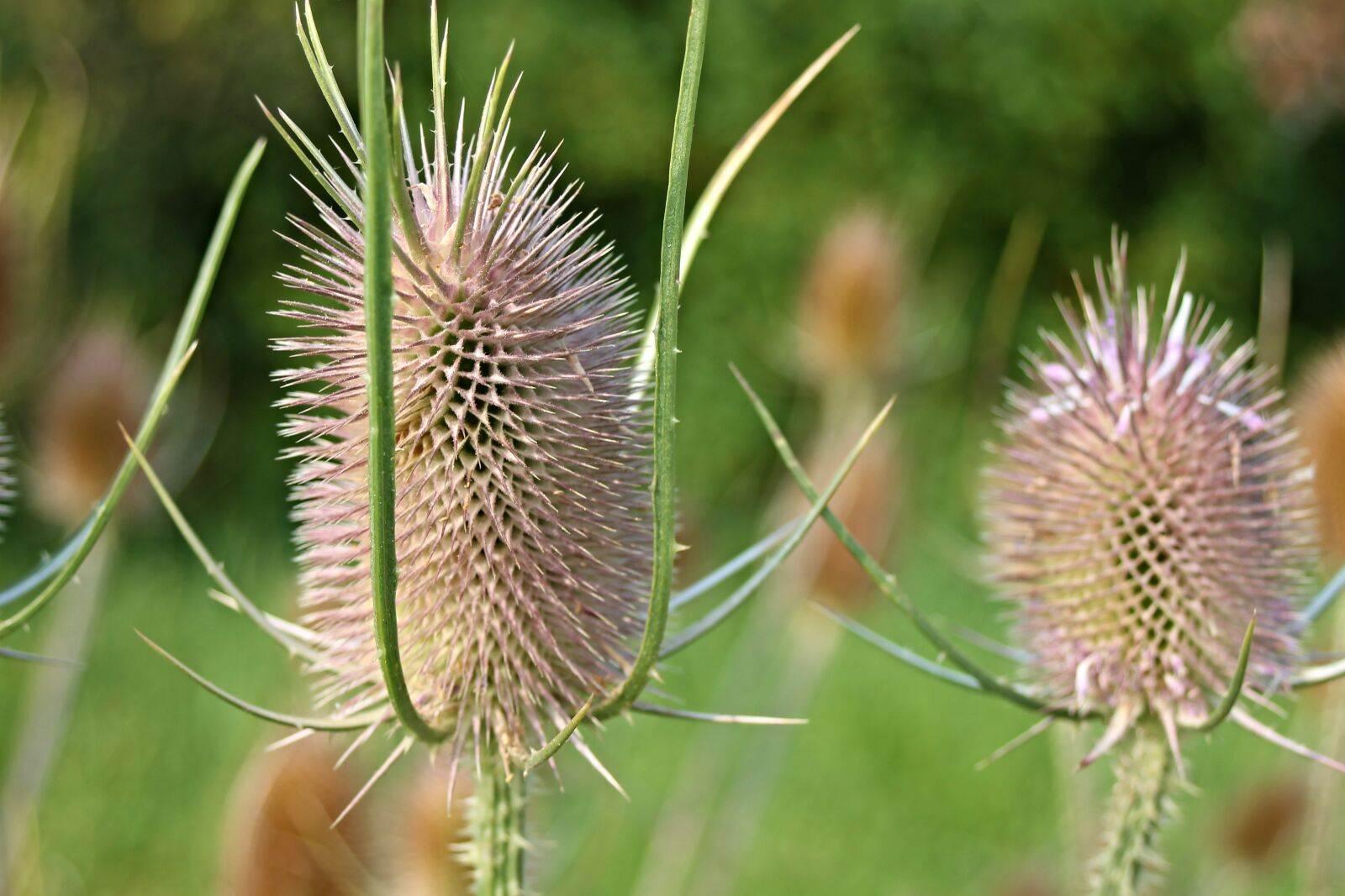 Canon EF 28-80mm f/3.5-5.6 sample photo. Karden, wild cards, dispacus photography