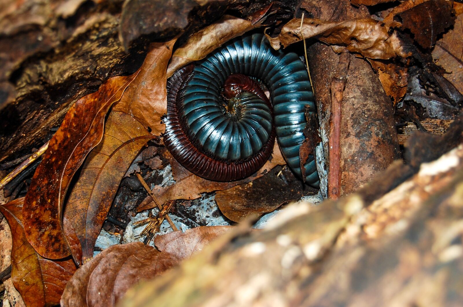 Nikon D40 sample photo. Invertebrate, nature, wood photography