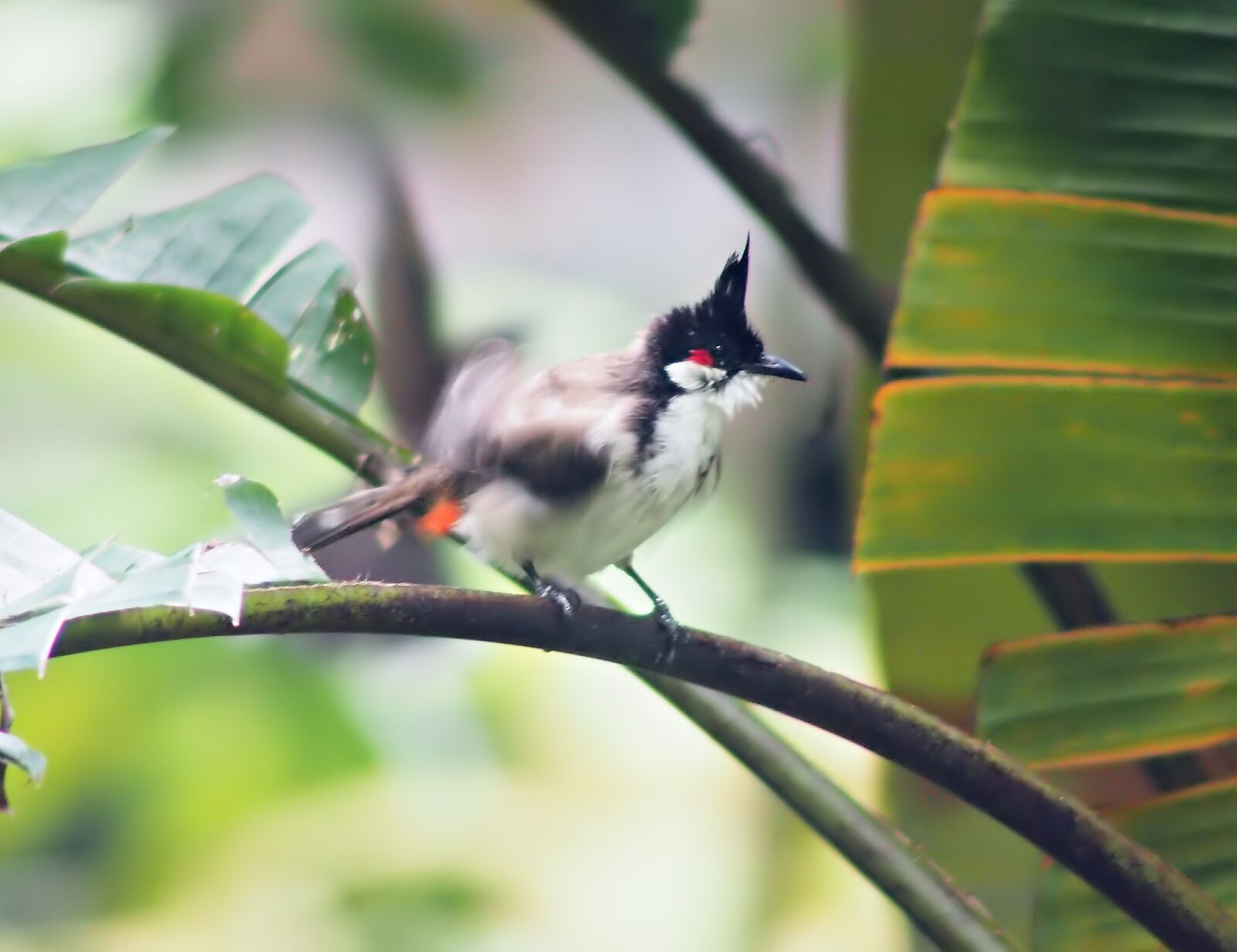 Olympus OM-D E-M1 sample photo. After bath bulbul, wild photography