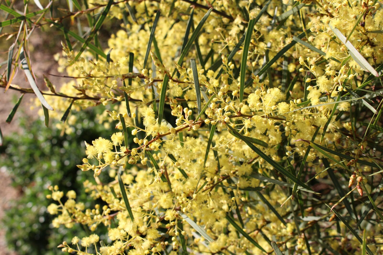 Canon EOS 700D (EOS Rebel T5i / EOS Kiss X7i) sample photo. Nature, flora, flower photography