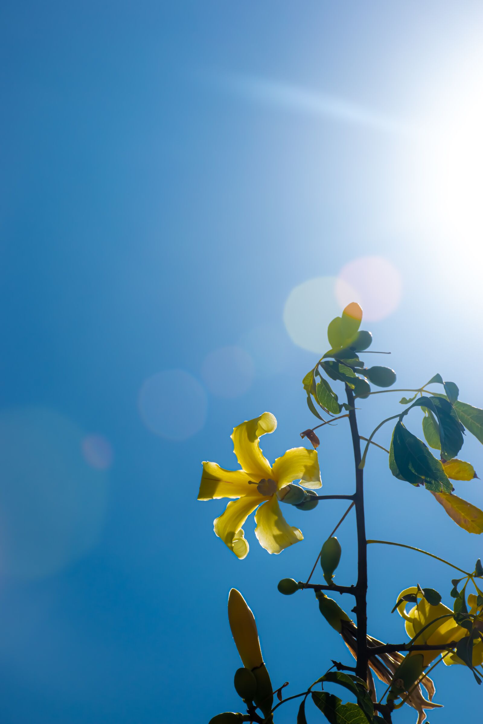 Nikon D5600 sample photo. Sunlight, sunbeam, sky photography