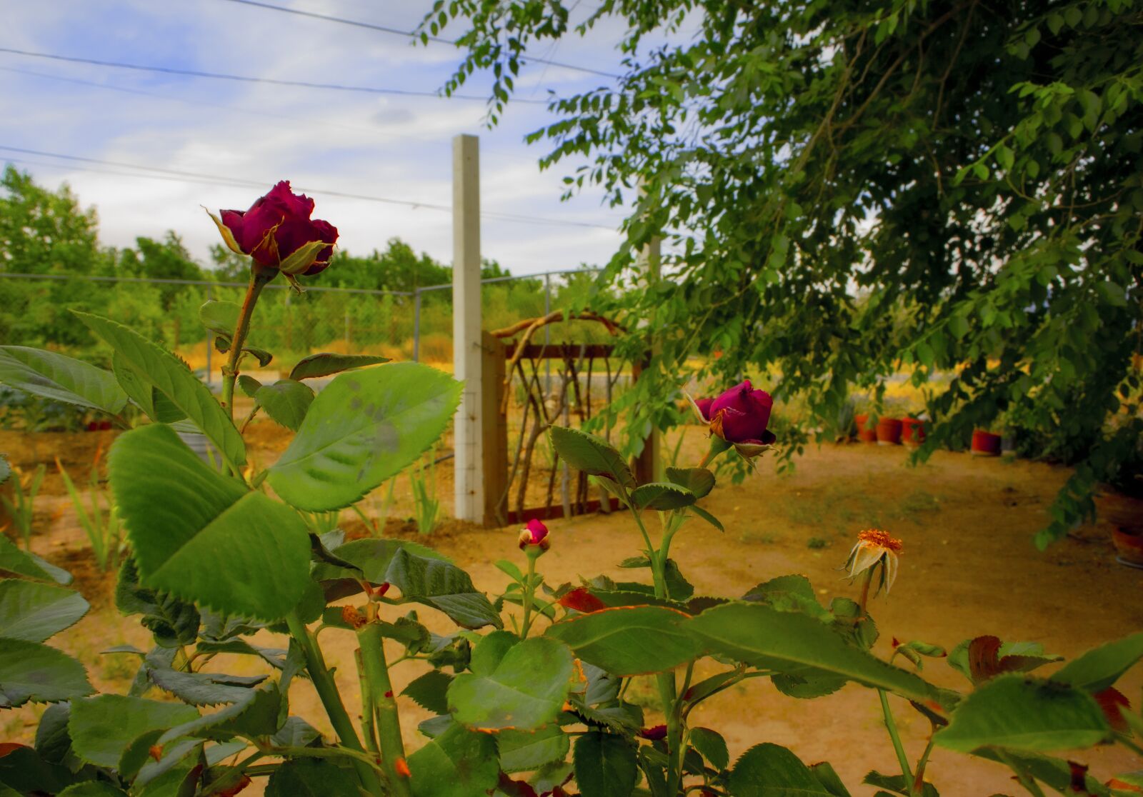 Nikon 1 J4 sample photo. Roses, rose garden, green photography