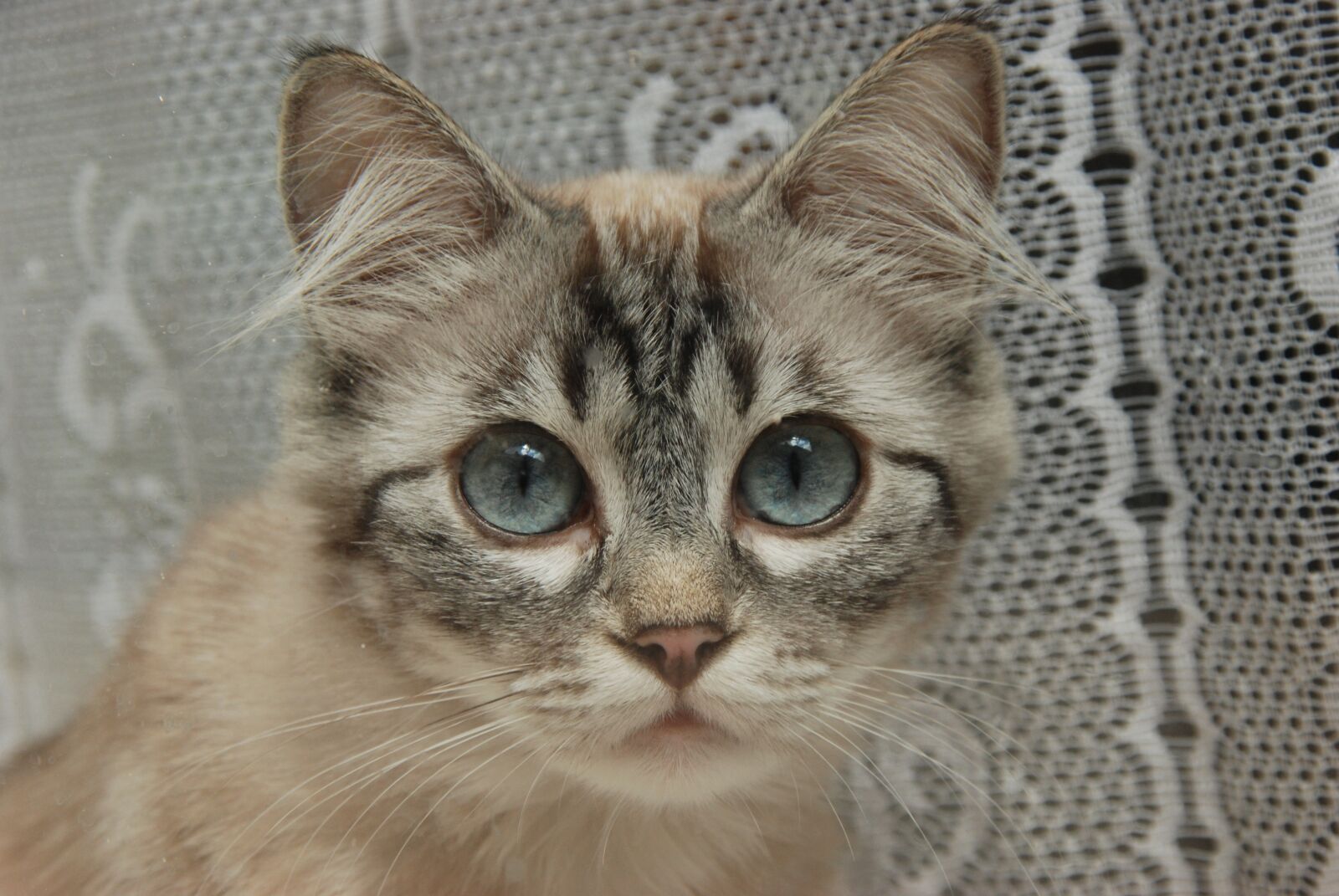 Nikon D80 sample photo. Cat, eyes, blue photography