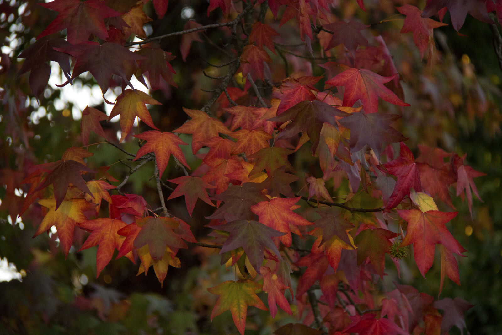 Canon EF-S 18-200mm F3.5-5.6 IS sample photo. Autumn, autumn, colours, autumn photography