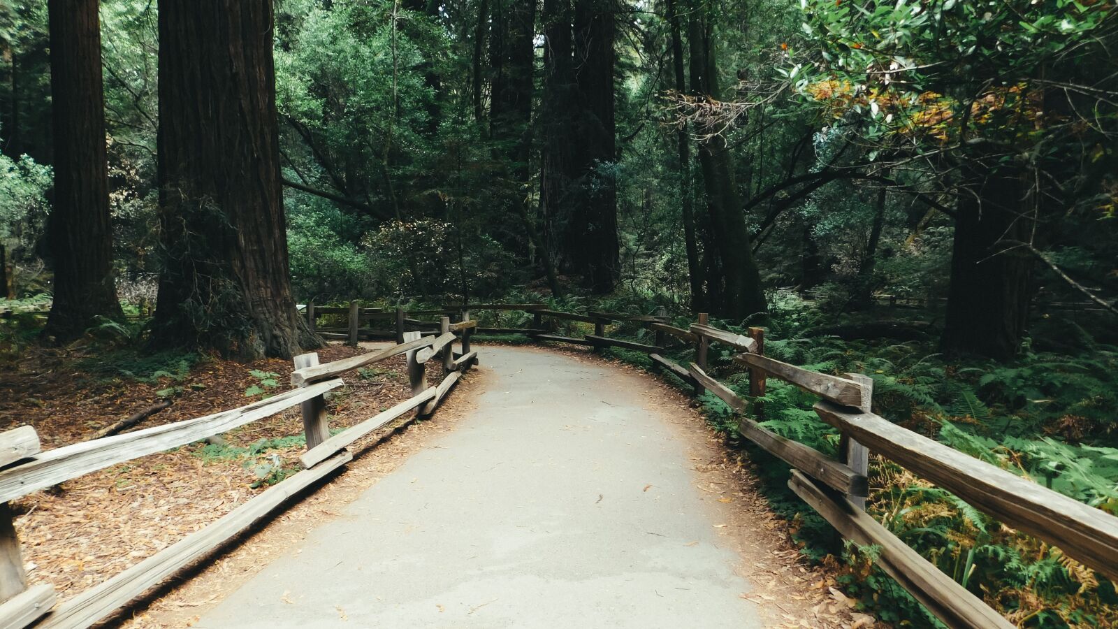Nikon Coolpix L840 sample photo. Nature, trail, muir woods photography