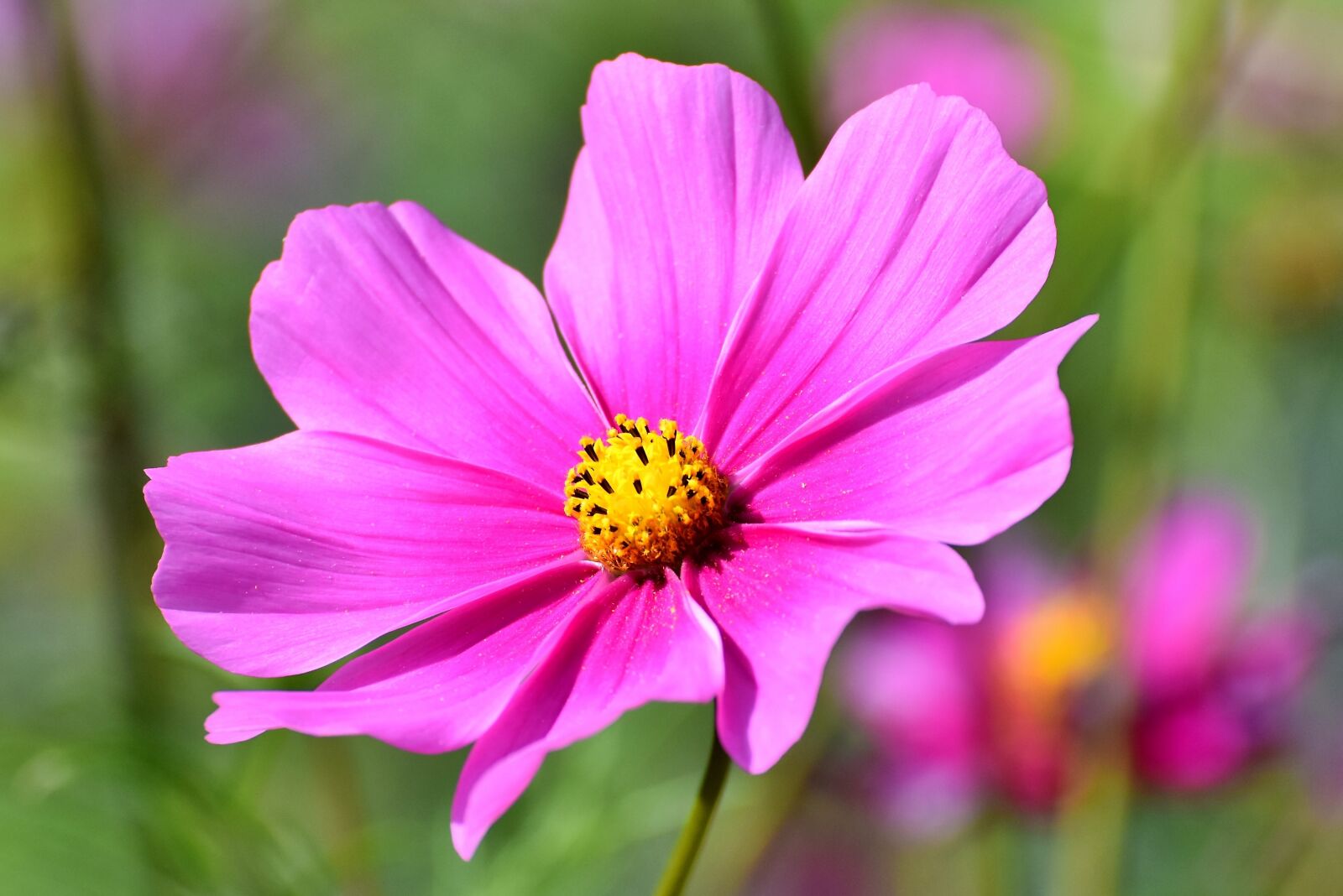 Nikon D7200 sample photo. Cosmea, flower, cosmos photography