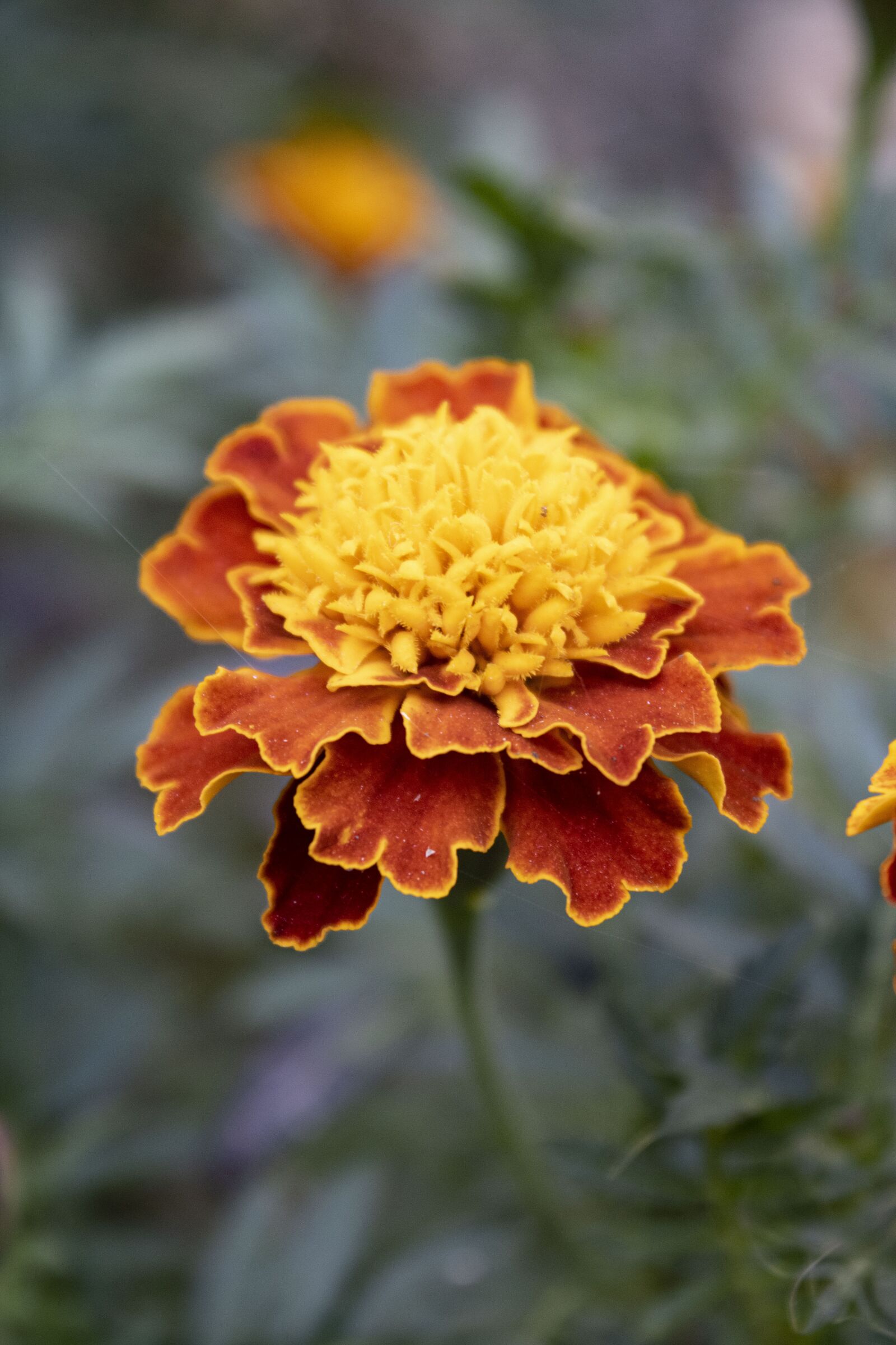 Canon EF-S 18-55mm F3.5-5.6 III sample photo. Flowers, marigolds, plant photography