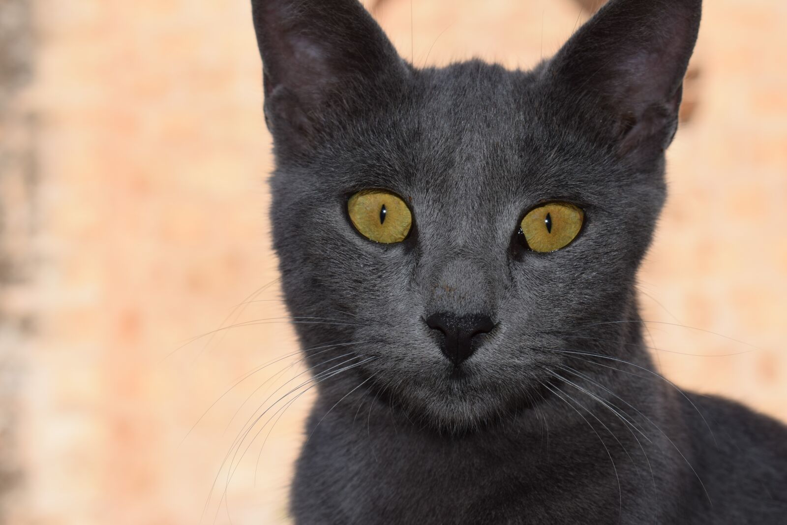 Nikon D3300 sample photo. Cat, eyes, looking photography