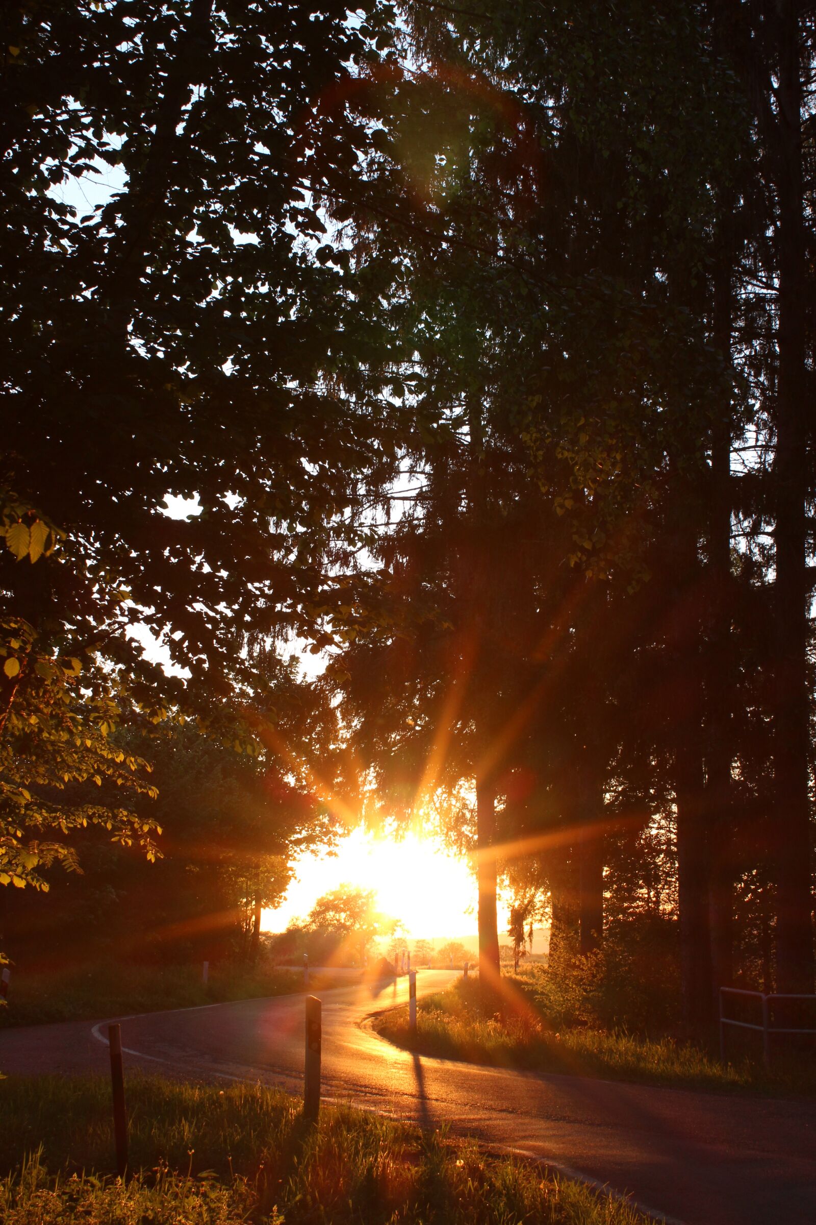 Canon EOS 600D (Rebel EOS T3i / EOS Kiss X5) sample photo. Sun, sunset, forest photography