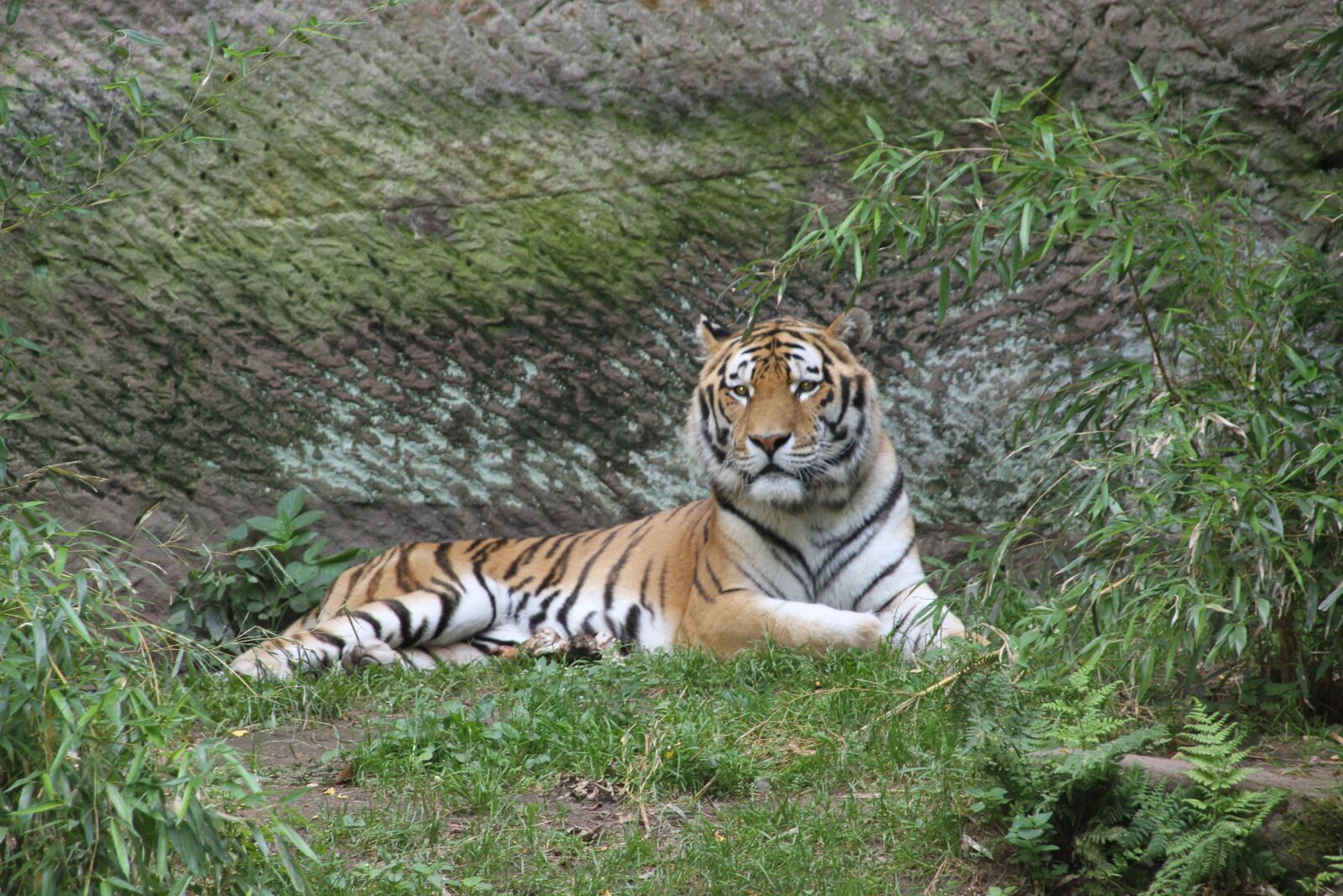 Canon EOS 7D sample photo. Tiger, big cat, zoo photography