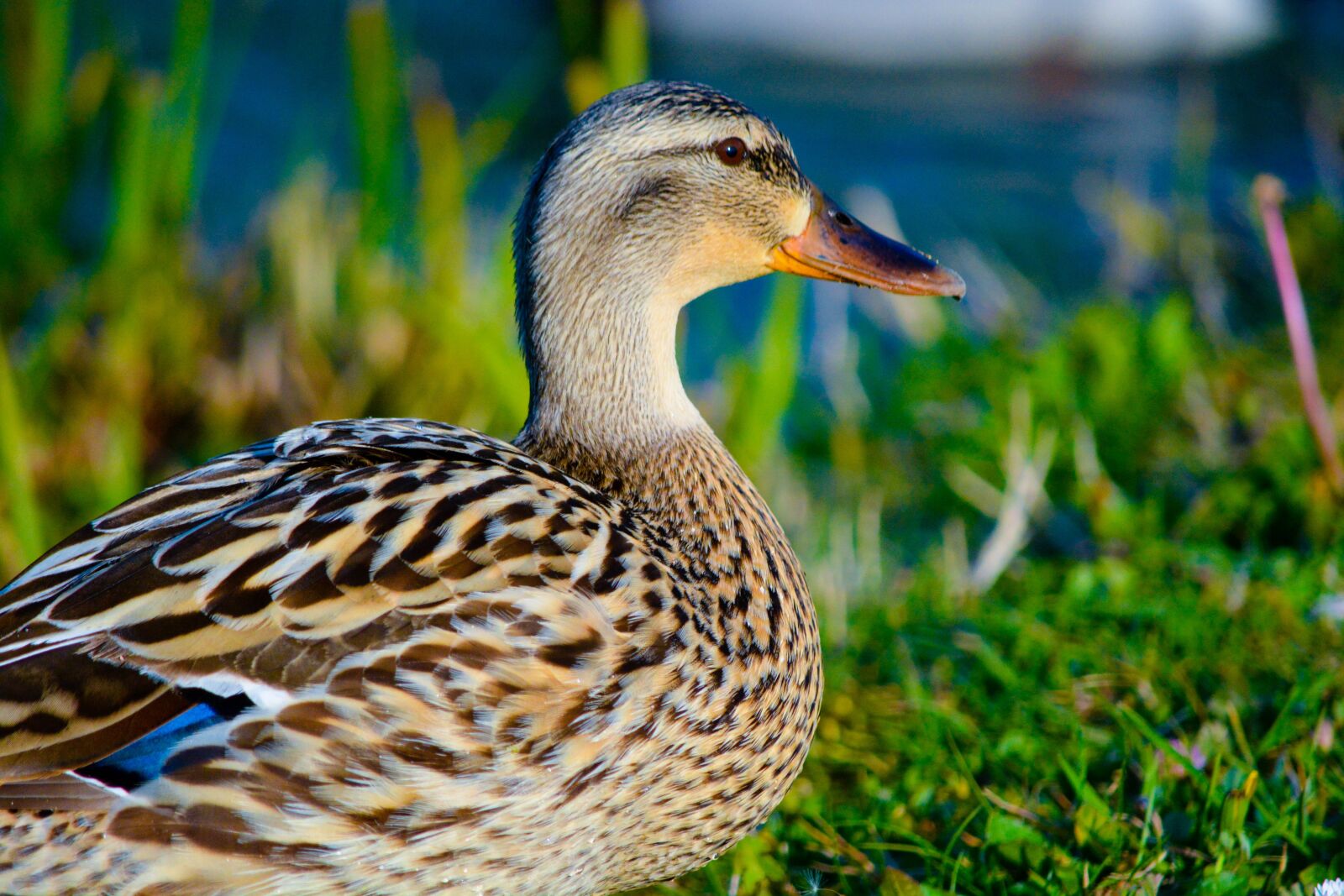 Nikon D5200 sample photo. Duck, bird, animal photography
