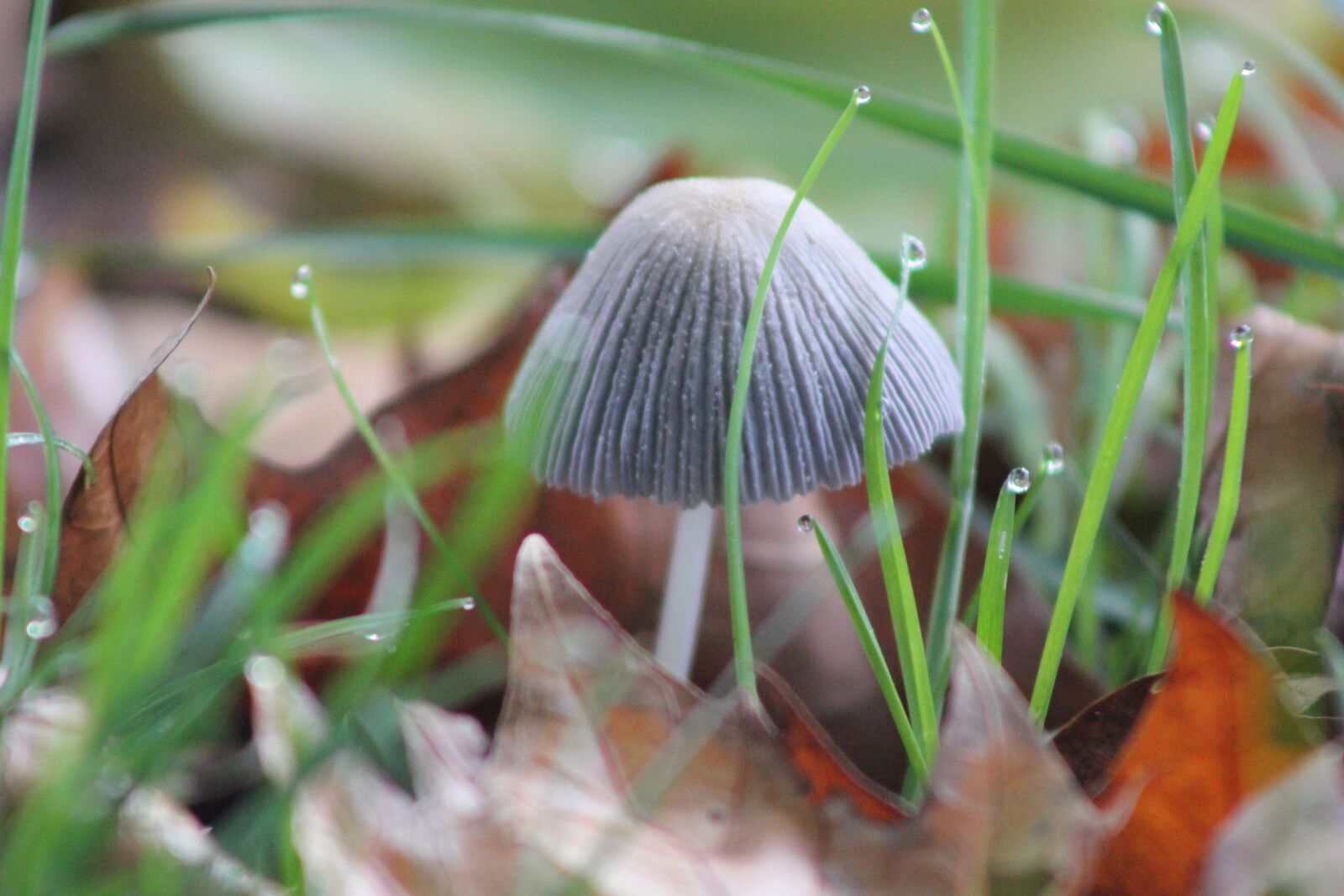 Canon EOS 550D (EOS Rebel T2i / EOS Kiss X4) sample photo. Fungus, soil, fall photography