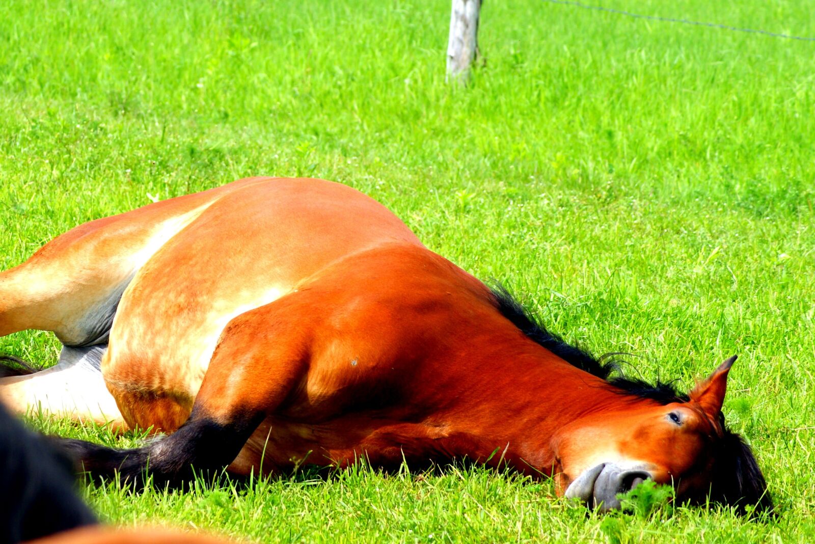 Sony Alpha DSLR-A390 sample photo. The horse, grass, pasture photography