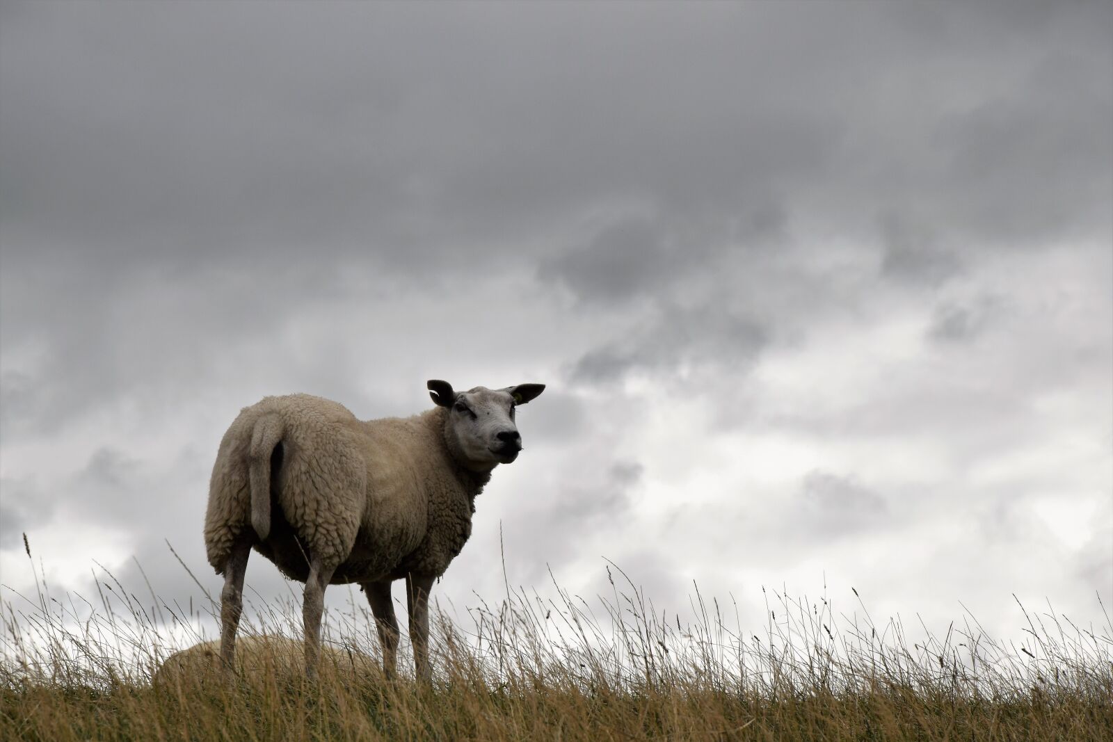 Nikon D5300 sample photo. Sheep, zeedijk, friesland photography