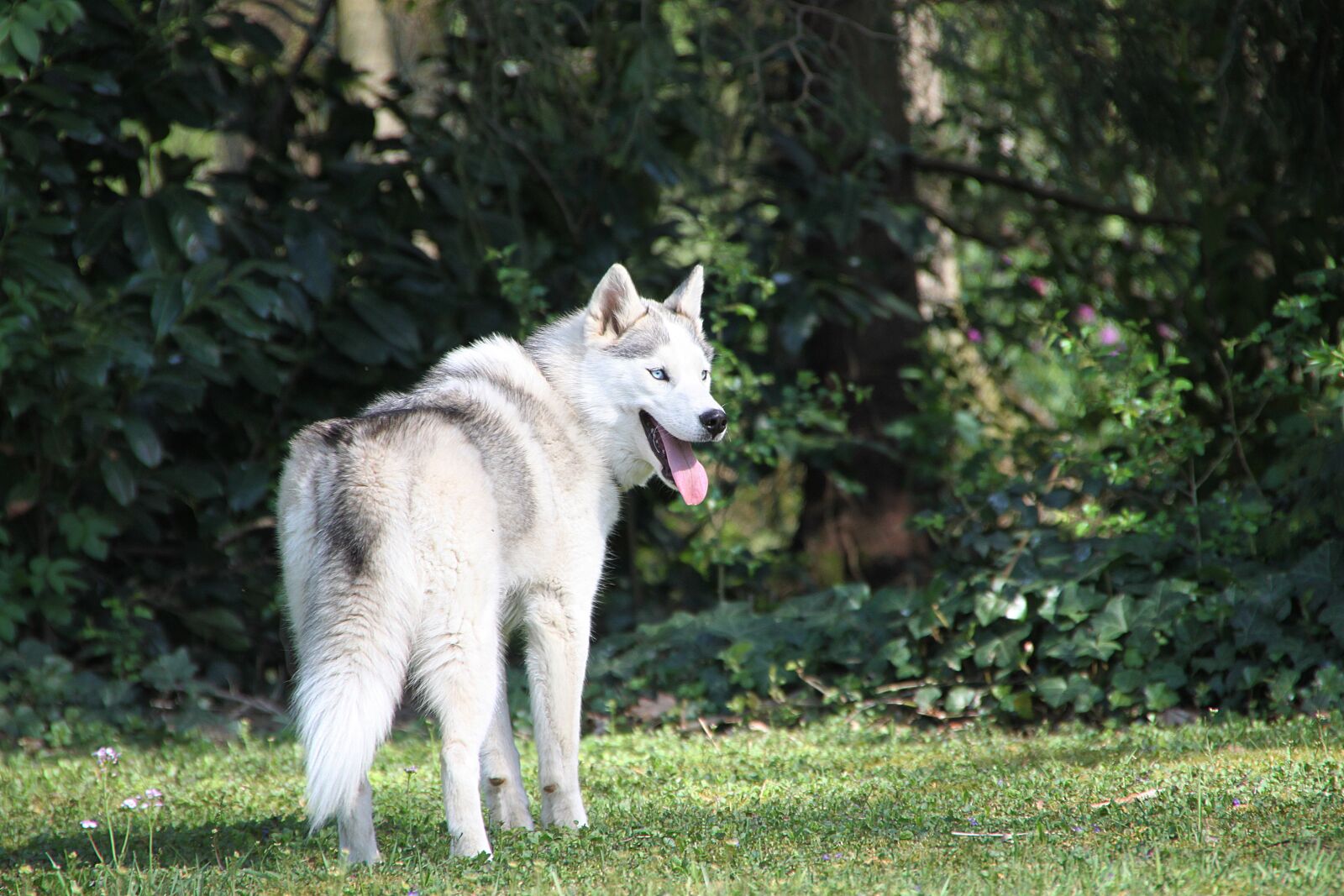 Canon EOS 500D (EOS Rebel T1i / EOS Kiss X3) sample photo. Husky, dog, sled dog photography