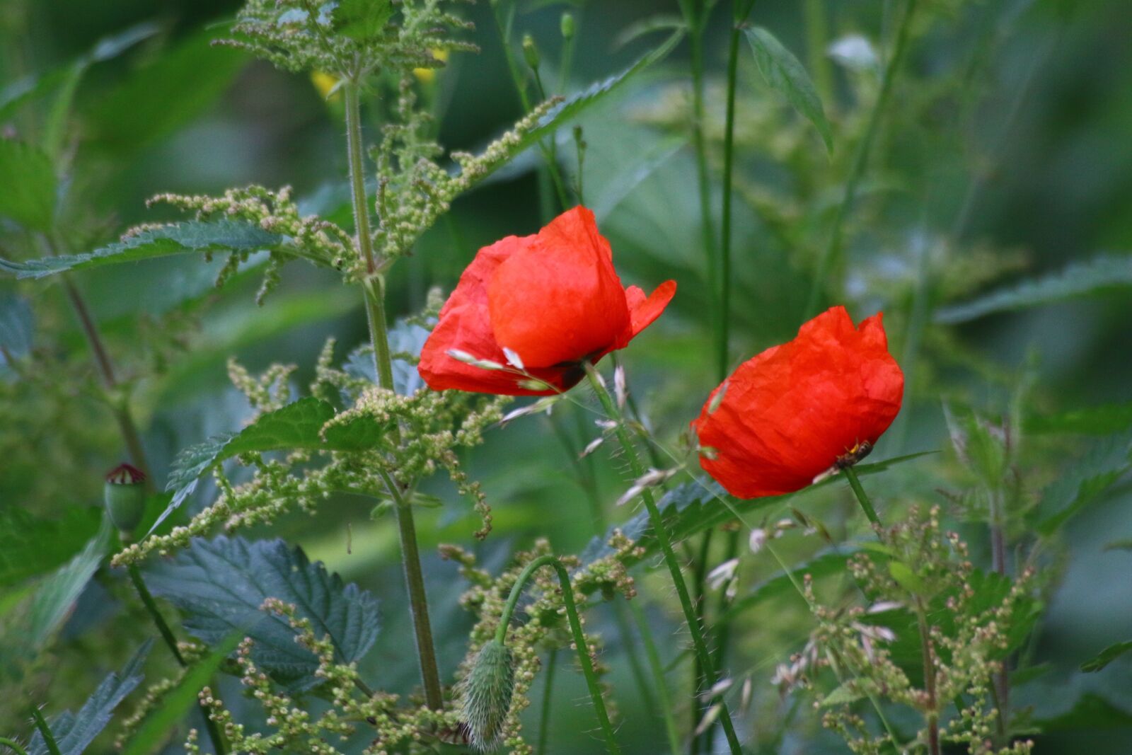 Canon EOS 70D sample photo. Poppies, flowers, country photography
