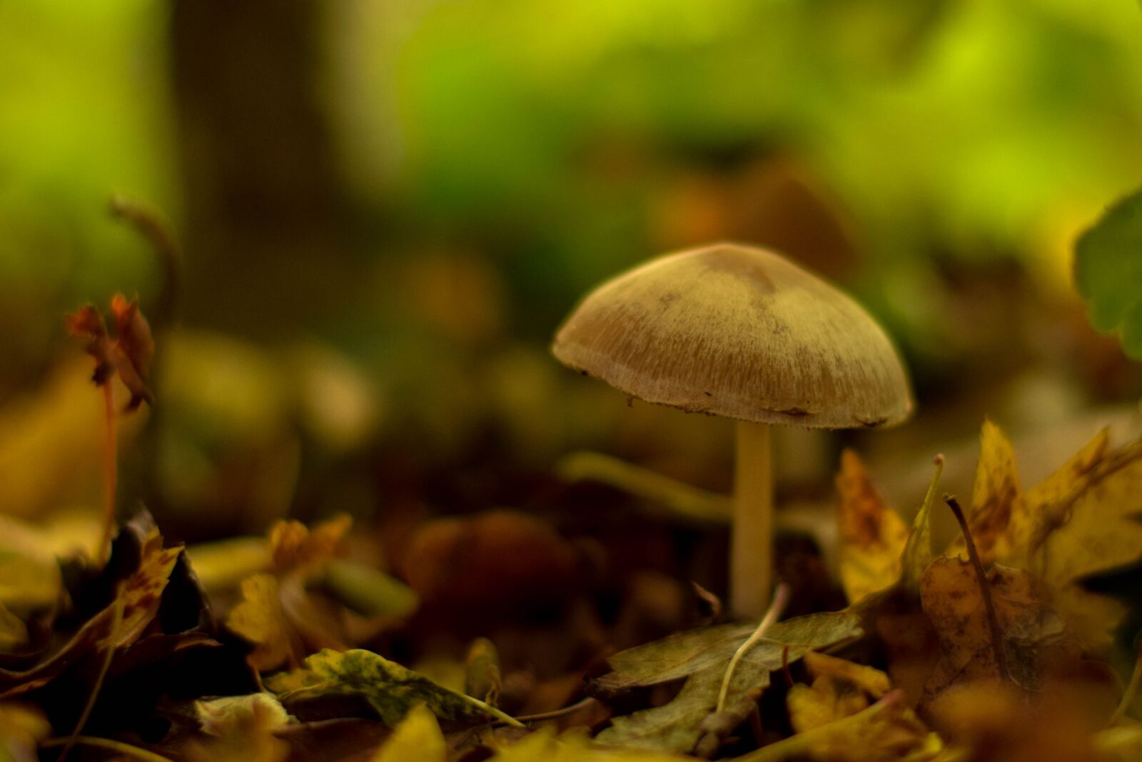 Nikon D5300 sample photo. Mushroom, autumn, flocked photography