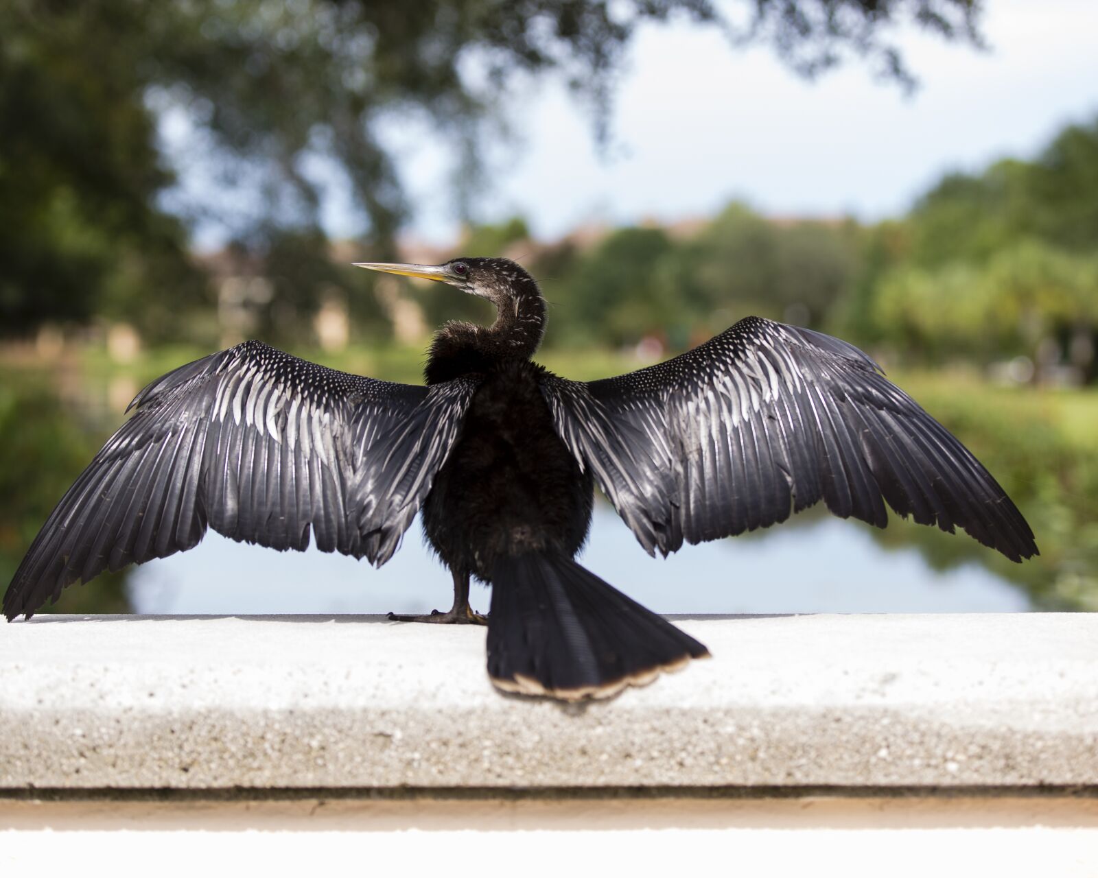 Canon EOS 5D Mark III sample photo. Bird, florida, nature photography