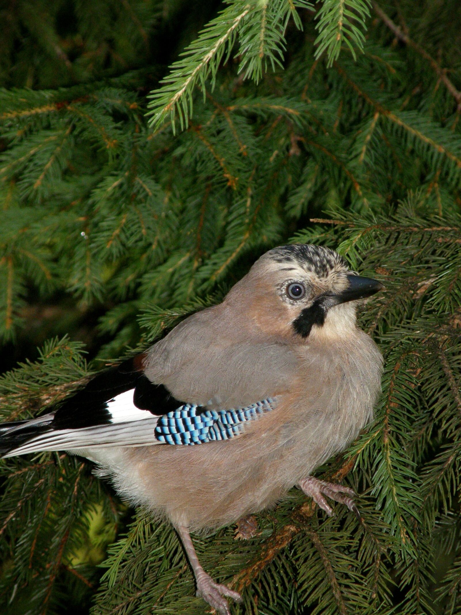Olympus SP550UZ sample photo. Jay, bird, nature photography