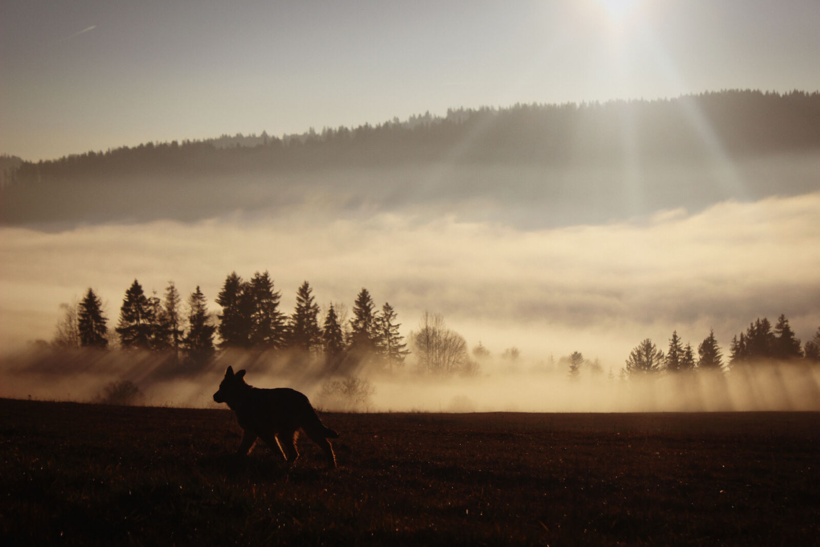 Canon EOS 600D (Rebel EOS T3i / EOS Kiss X5) sample photo. Dog, inversion, nature, slovakia photography