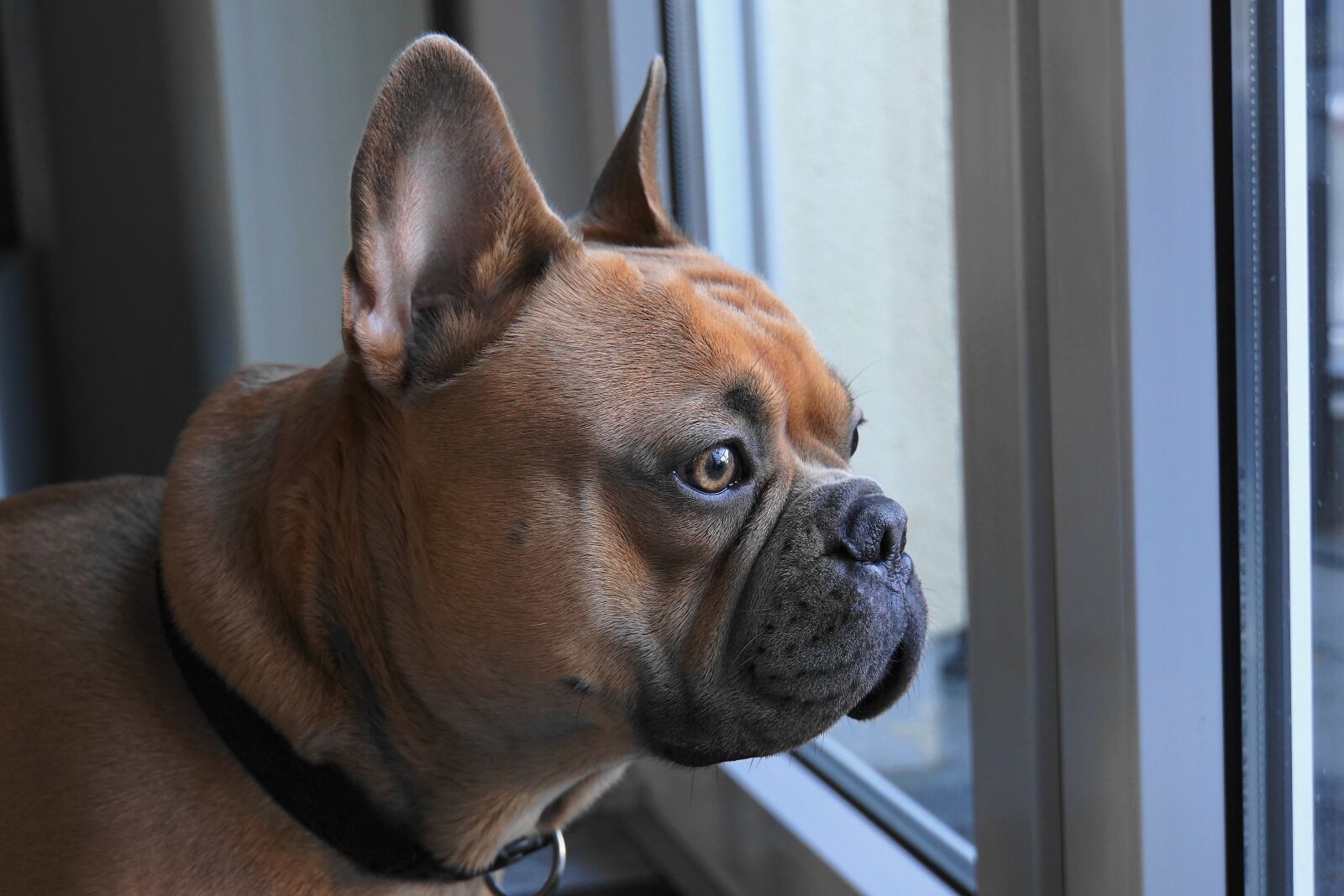 Sony E 18-200mm F3.5-6.3 OSS LE sample photo. French bulldog, dog, view photography