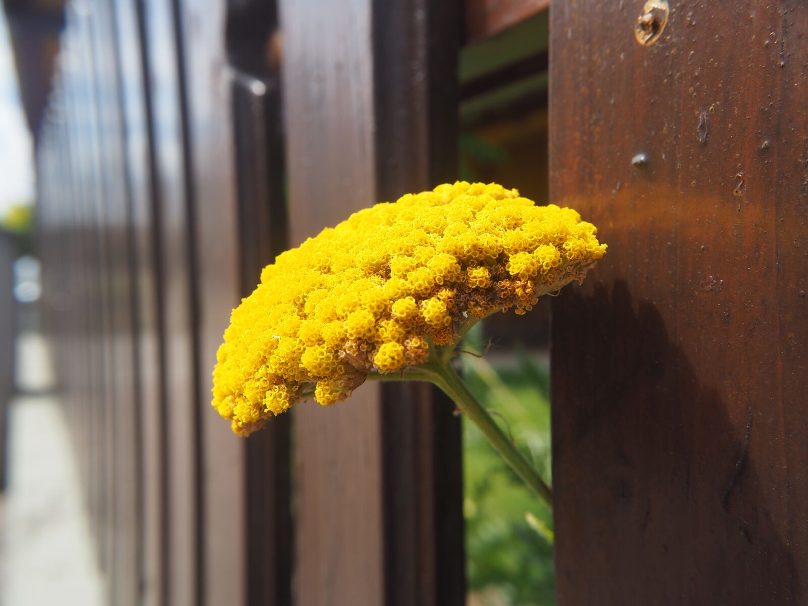 Olympus OM-D E-M10 sample photo. Flower, blossom, bloom photography