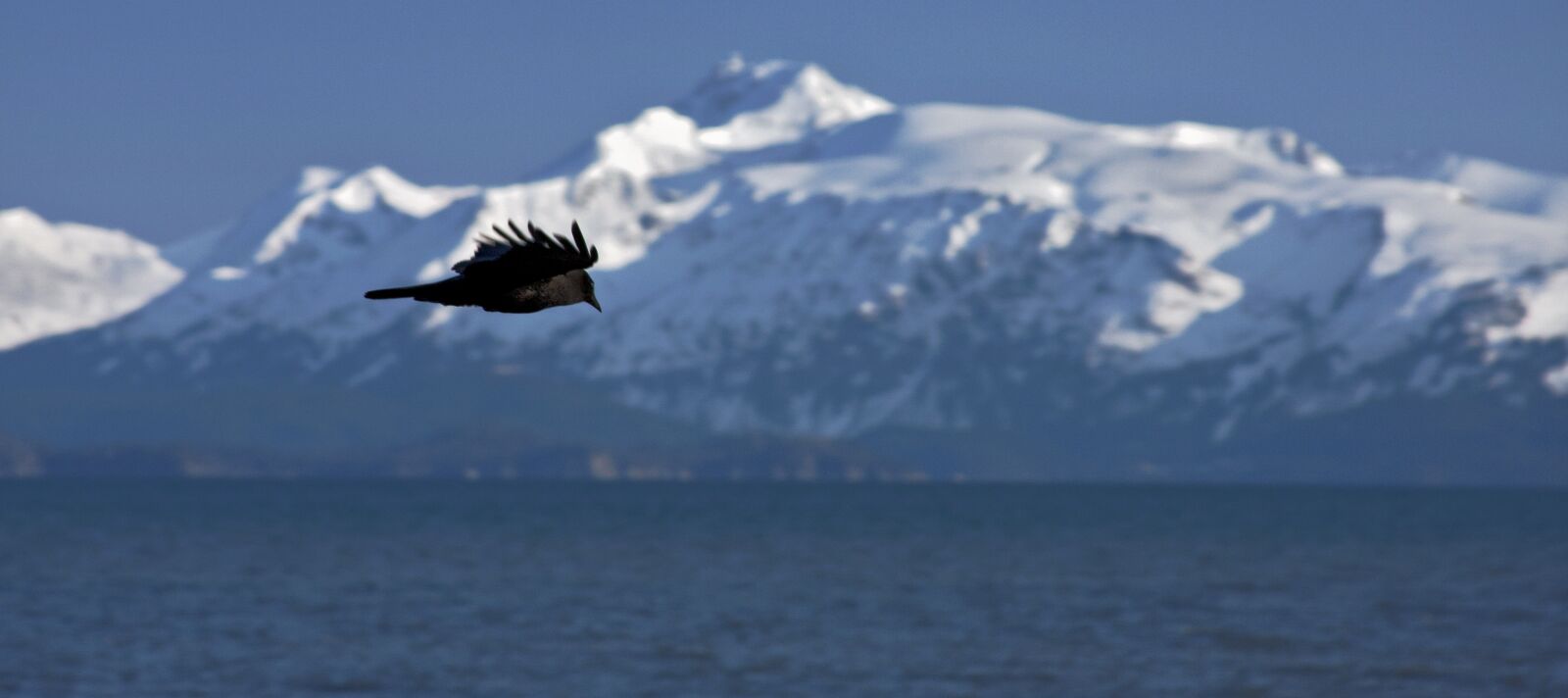 Canon EOS 40D sample photo. Crow, snow, nature photography