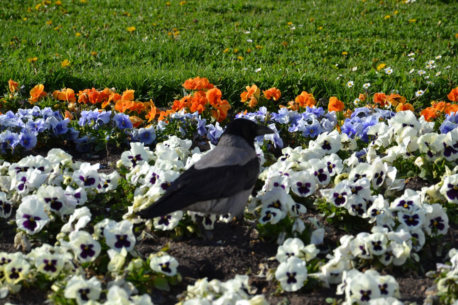 Nikon D3100 sample photo. Buda castle, spring, flowers photography
