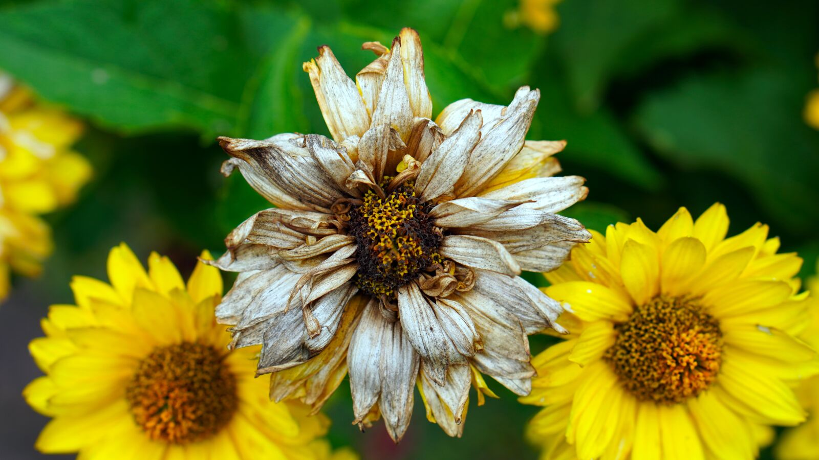 Sony a6400 + E 50mm F1.8 OSS sample photo. Coneflower, withered, faded photography