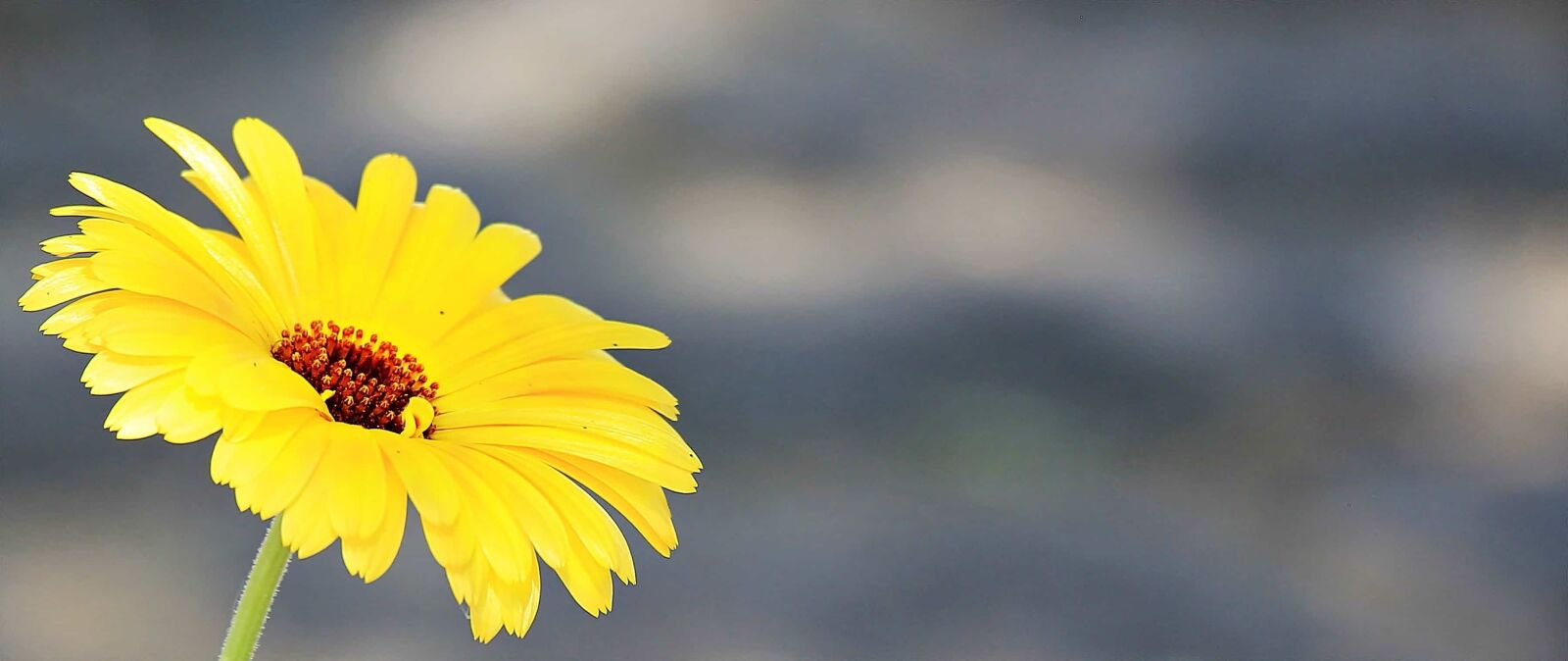 Canon EOS 550D (EOS Rebel T2i / EOS Kiss X4) sample photo. Nature, sunflower, flower, petal photography