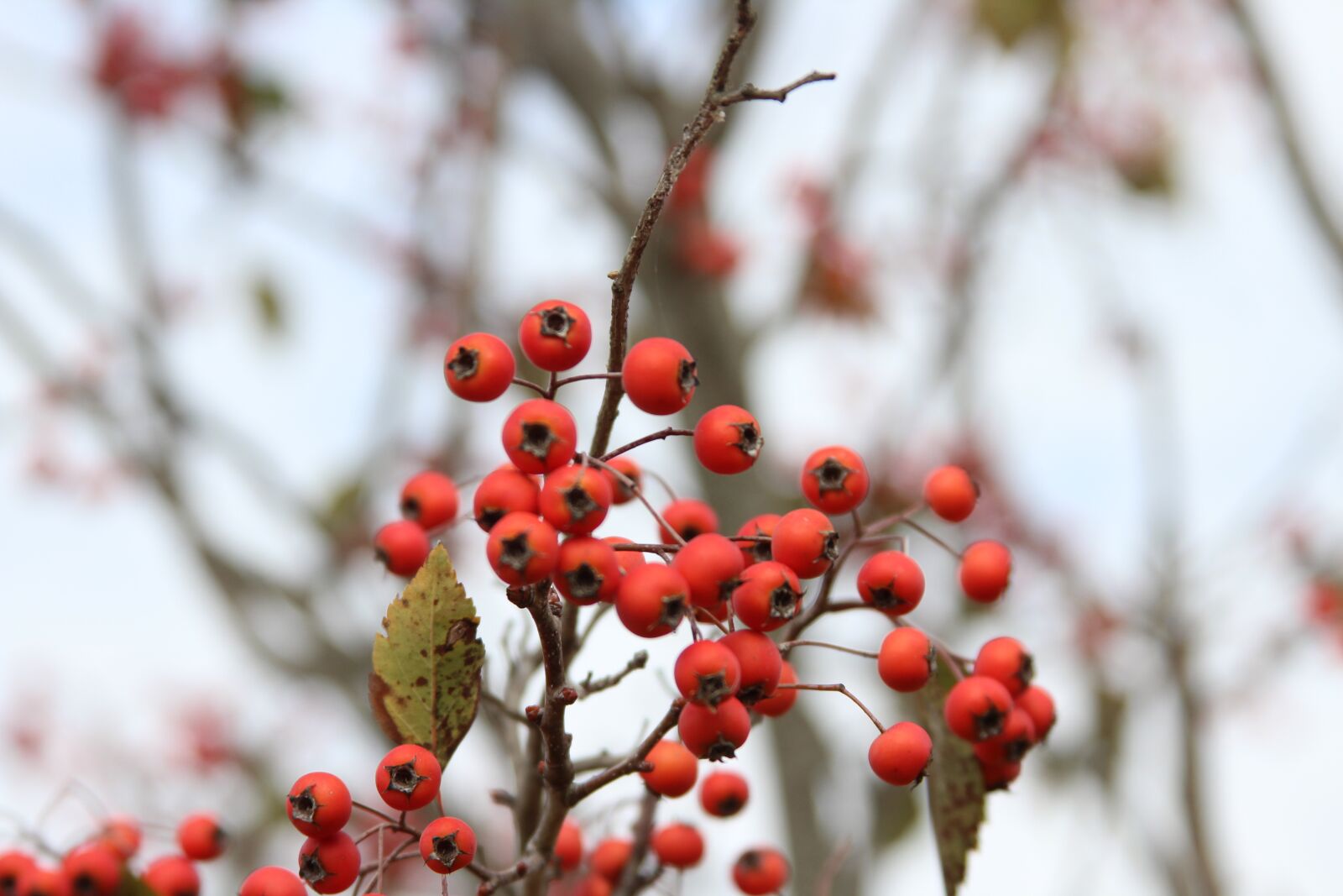 Canon EOS 1200D (EOS Rebel T5 / EOS Kiss X70 / EOS Hi) + Canon EF 28-135mm F3.5-5.6 IS USM sample photo. Berries, fall, autumn photography