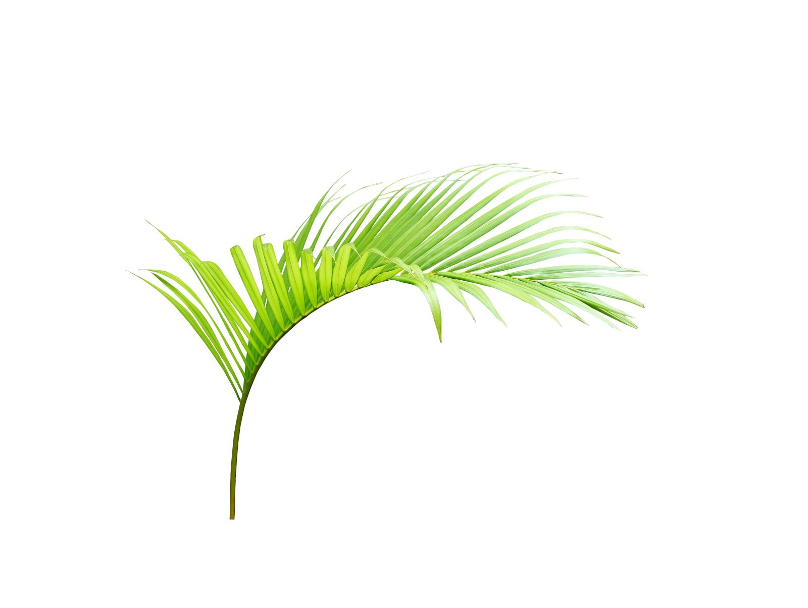 Canon EOS 700D (EOS Rebel T5i / EOS Kiss X7i) sample photo. Palm, leaf, green photography