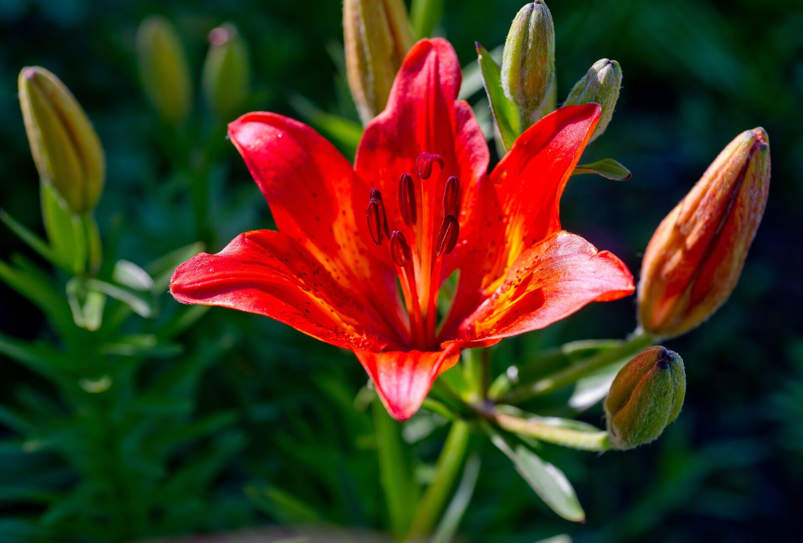 Sony Alpha DSLR-A850 sample photo. Nature, flowers, lily photography