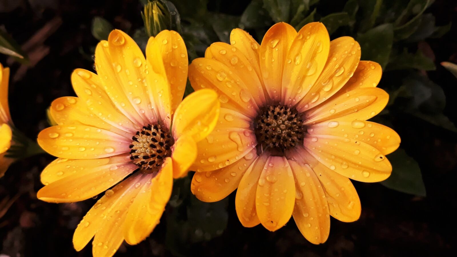 Samsung Galaxy J5 sample photo. Osteospermum, flower, nature photography