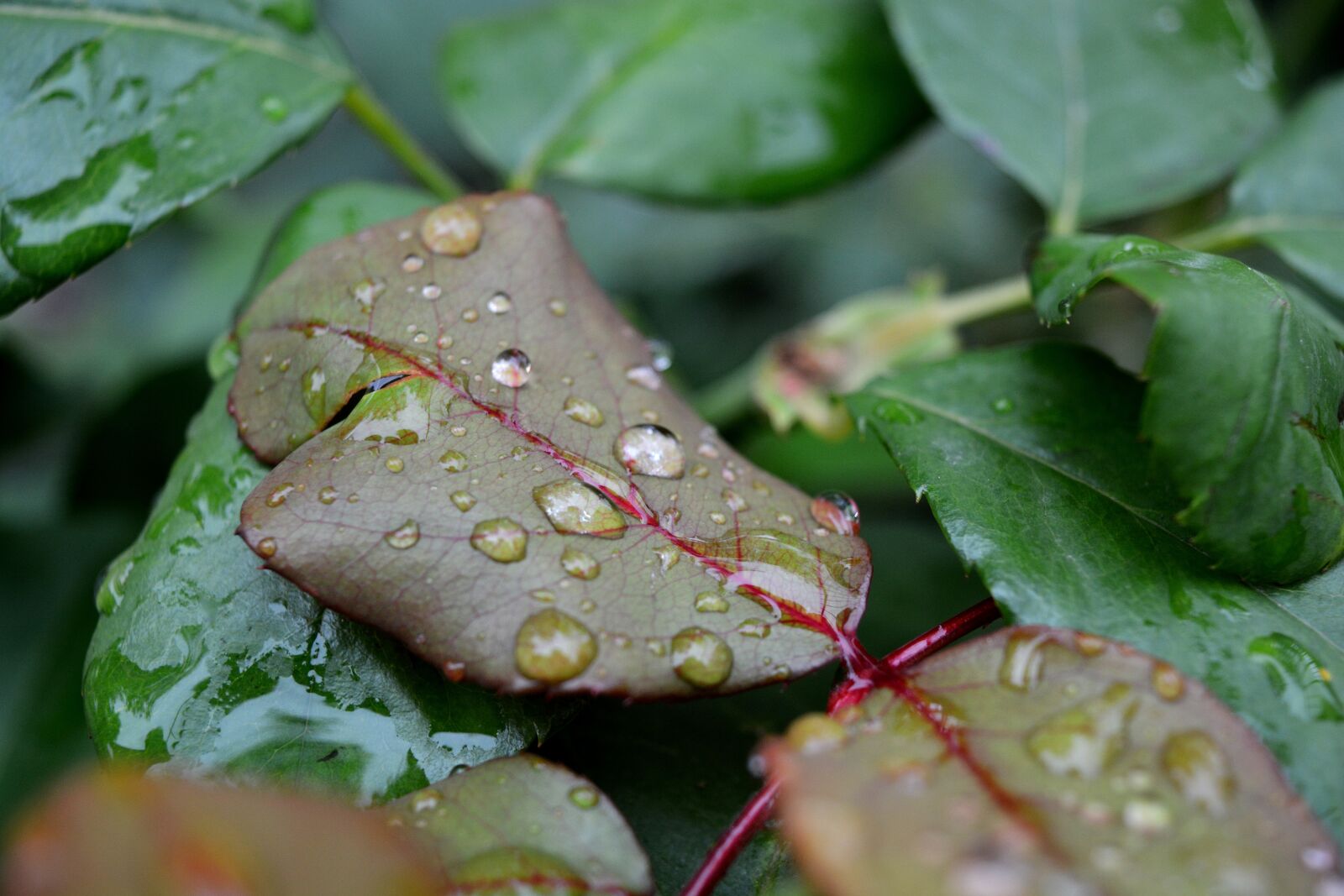 Nikon D5200 sample photo. Rosa, water, drop photography