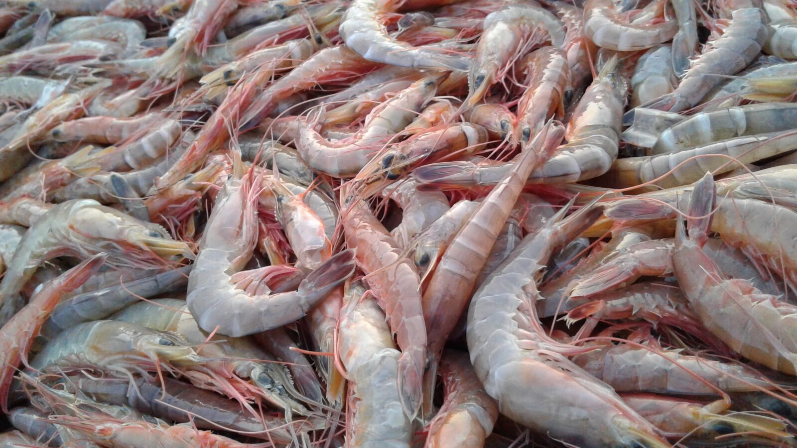 Samsung Galaxy J2 sample photo. Shrimps, food, sea photography
