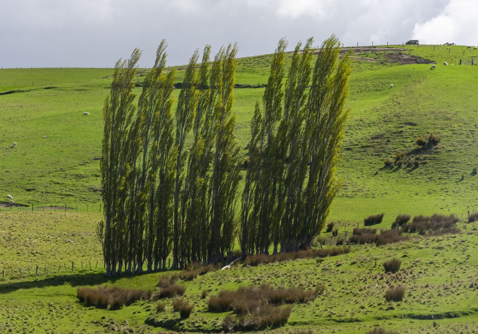 Nikon D3400 sample photo. Green, tree, meadow photography