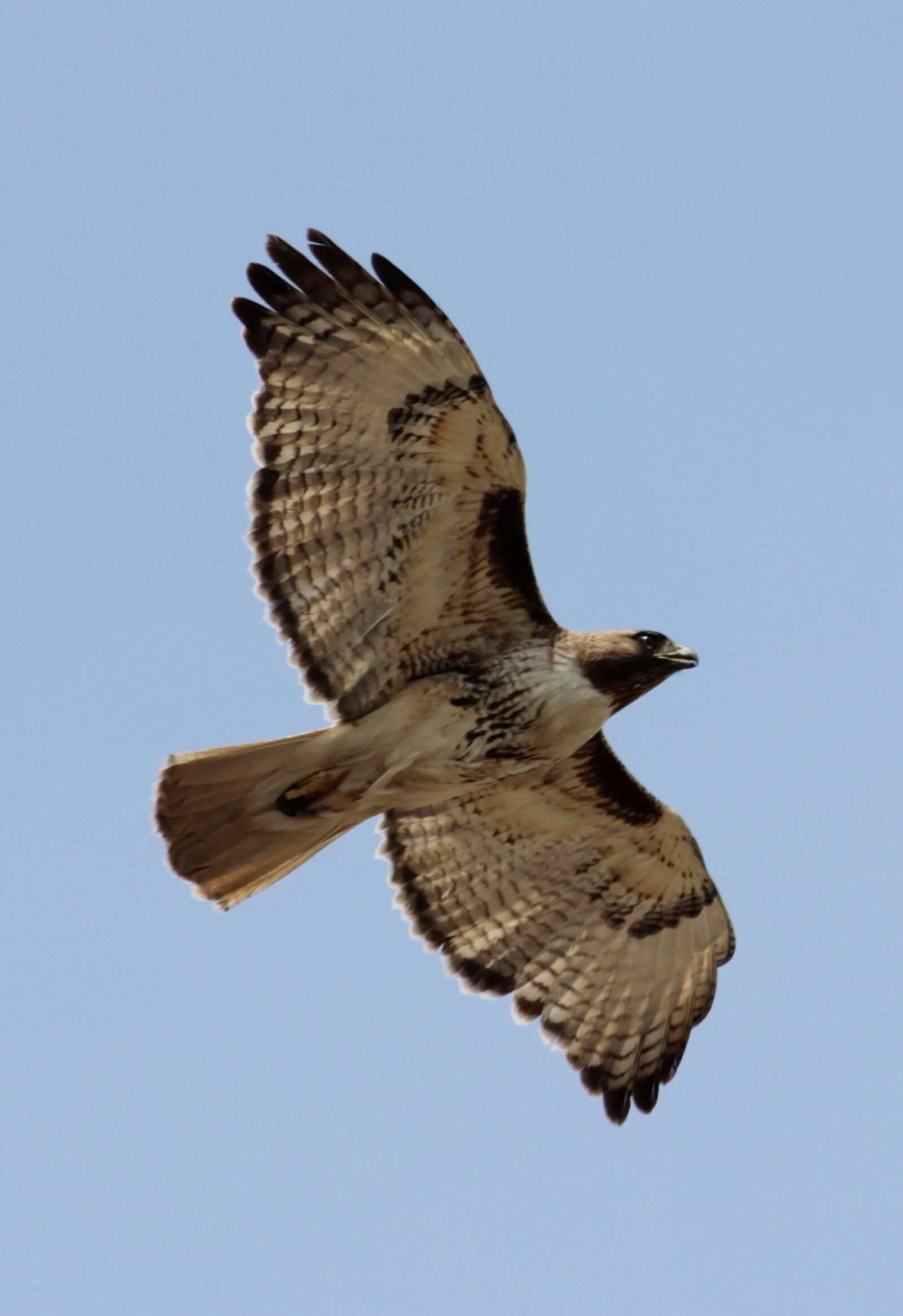 Canon EOS 600D (Rebel EOS T3i / EOS Kiss X5) sample photo. Red tailed hawk, bird photography