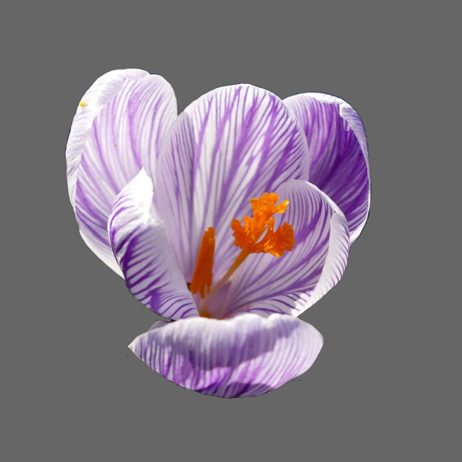 Panasonic Lumix DMC-FZ1000 sample photo. Crocus, blossom, bloom photography