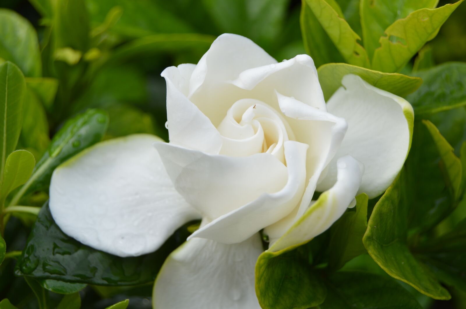 Nikon D3200 sample photo. It, is, from photography
