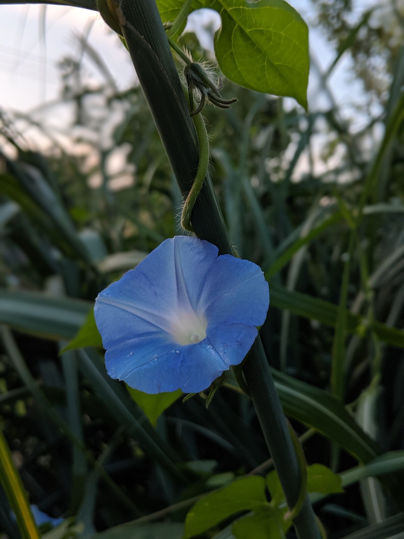 Google Pixel 2 sample photo. Flower, bud, floral photography