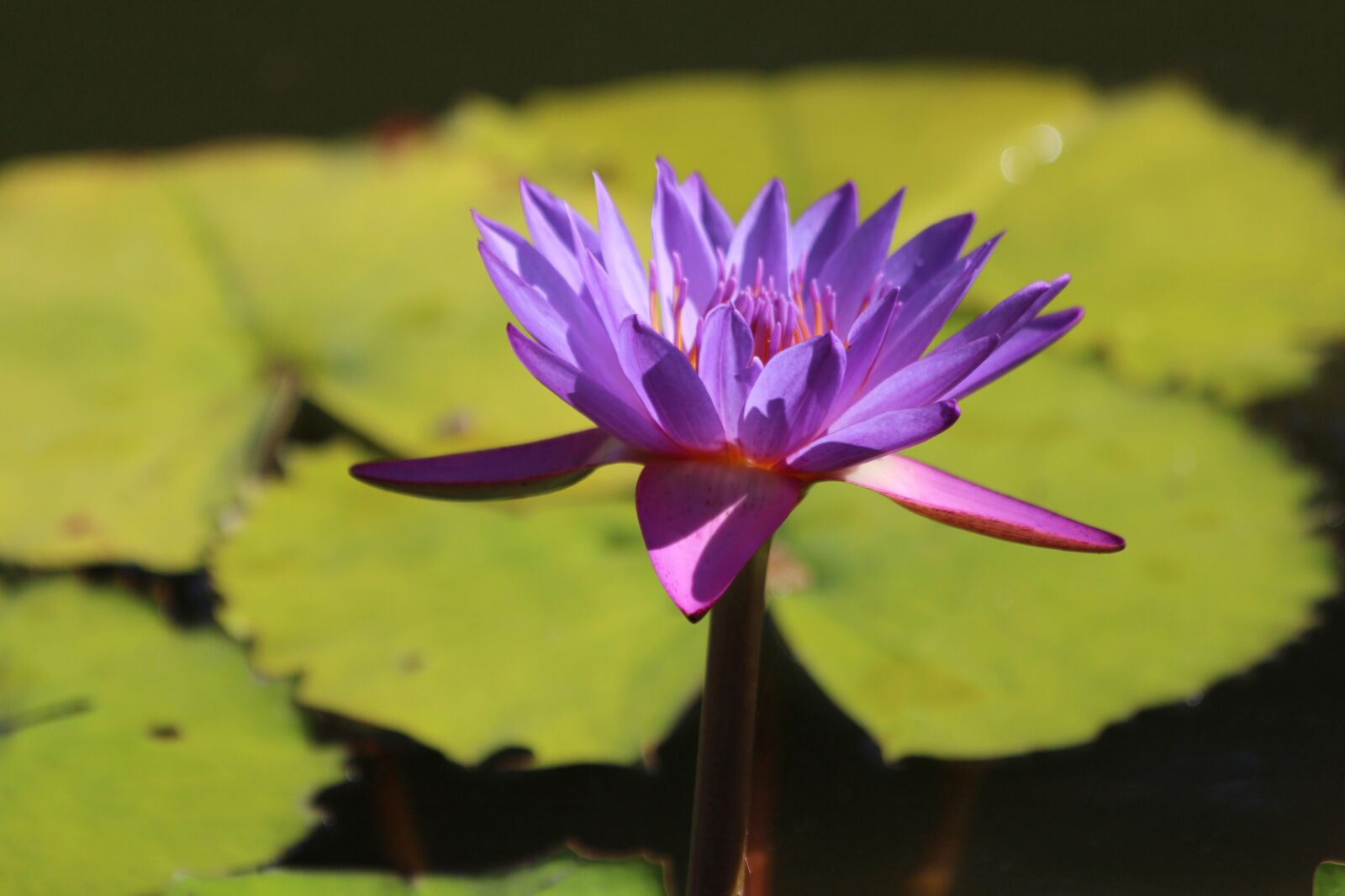 Canon EOS 650D (EOS Rebel T4i / EOS Kiss X6i) sample photo. Lily stellate, nymphaea nouchali photography