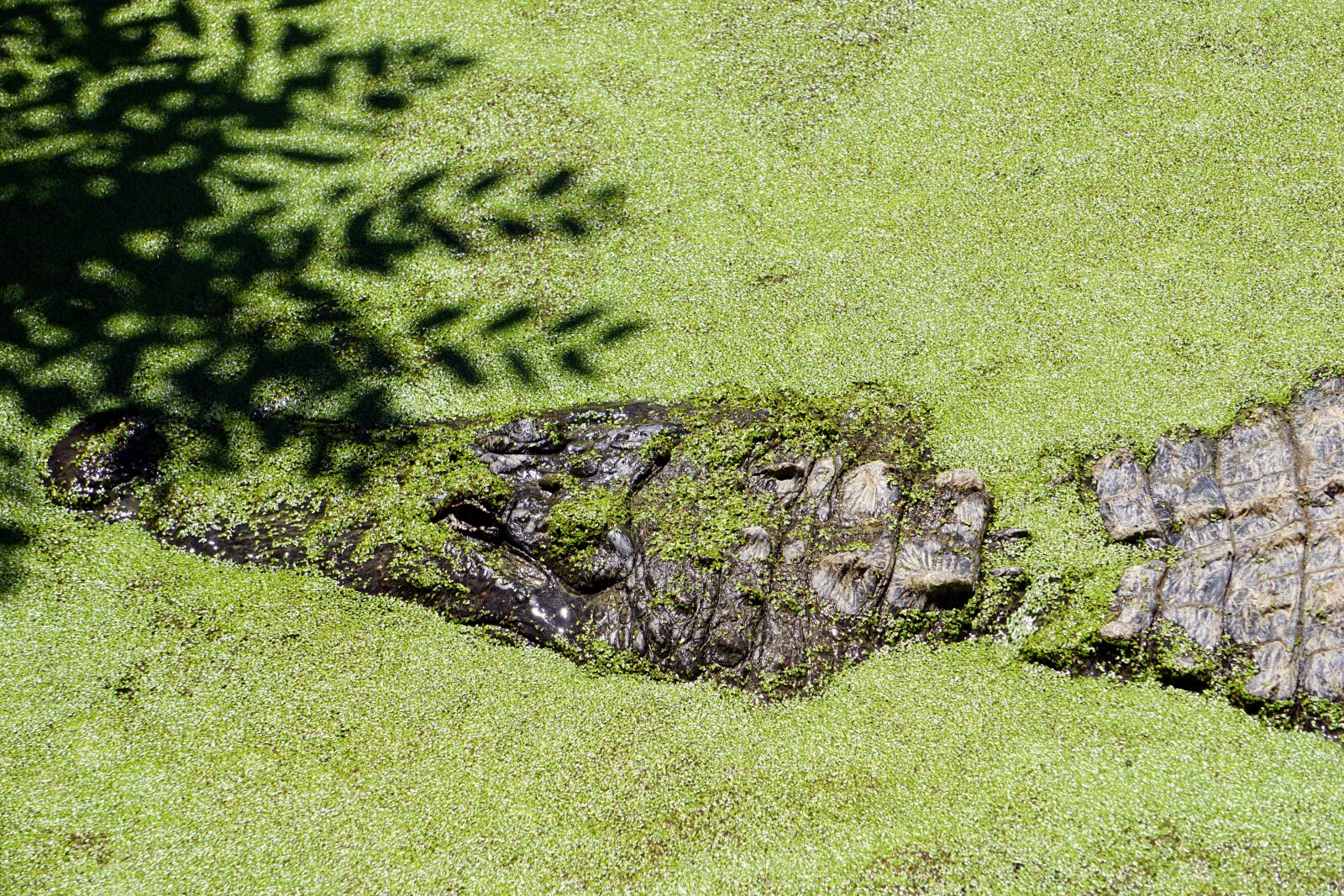 Sony E 55-210mm F4.5-6.3 OSS sample photo. Alligator, reptile, crocodile photography