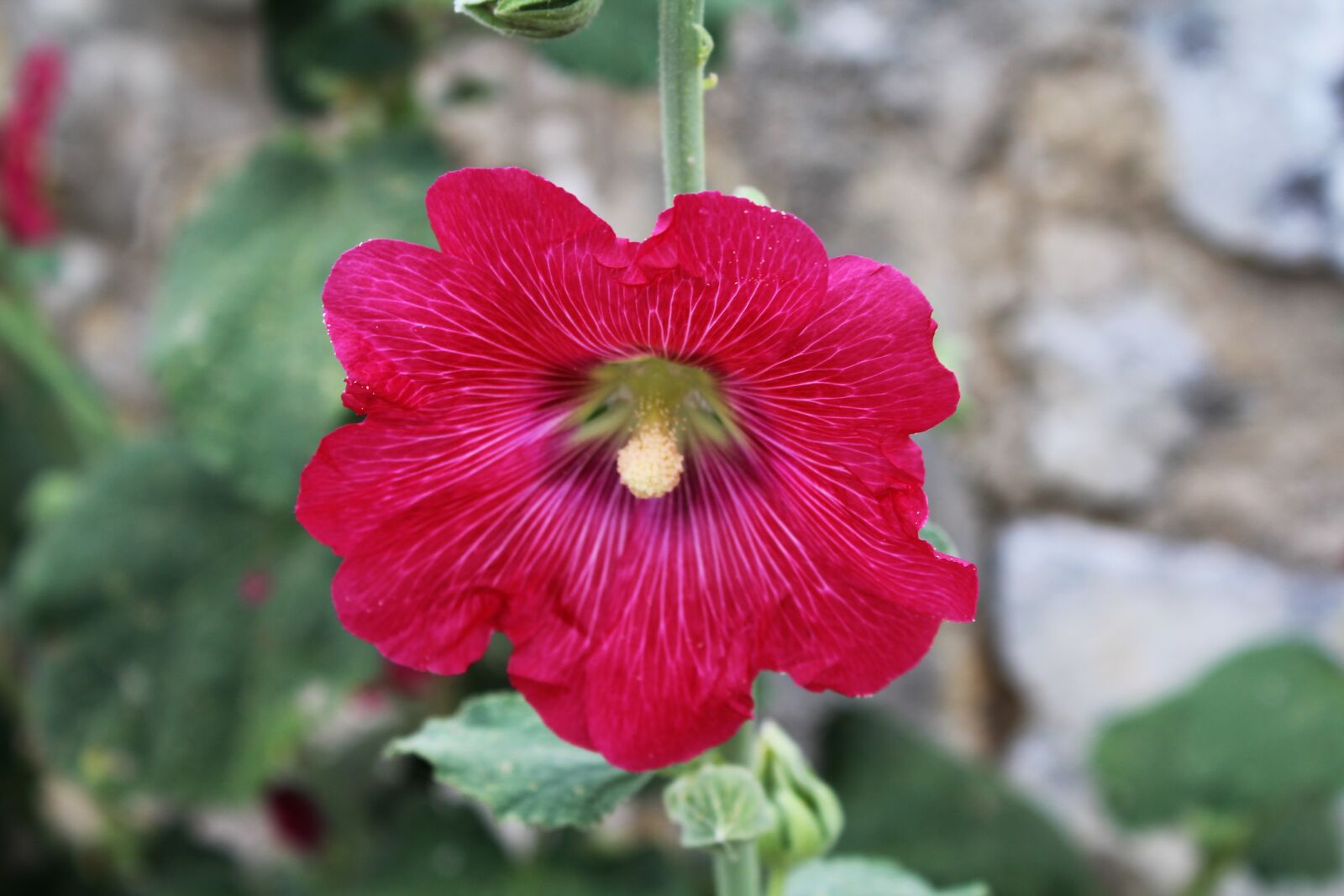 Canon EOS 1200D (EOS Rebel T5 / EOS Kiss X70 / EOS Hi) sample photo. Hollyhock, passerose, fuchsia photography