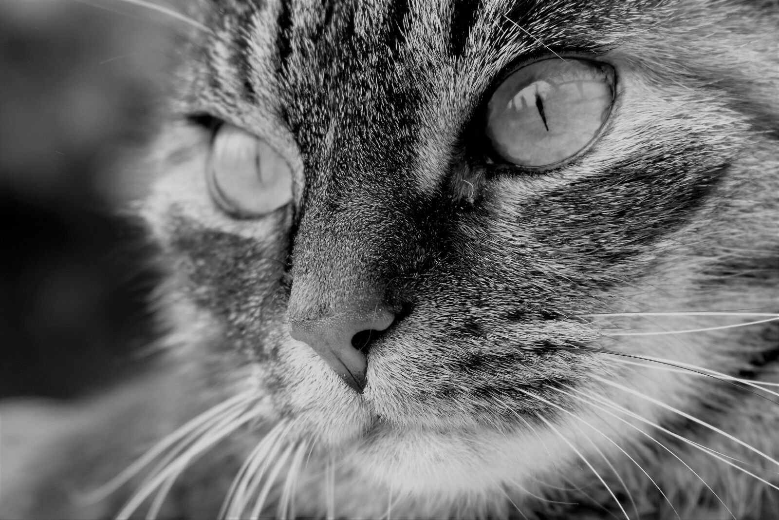 Nikon D5500 sample photo. Cat, pet, animal photography