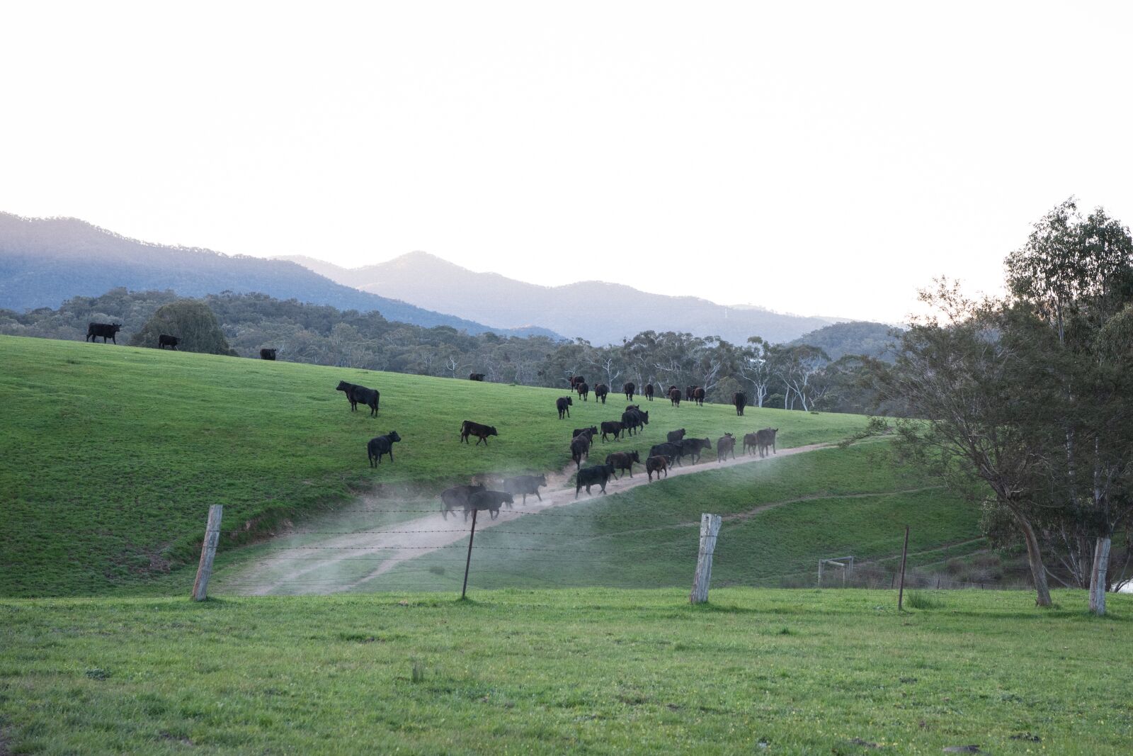 Nikon D750 sample photo. Cow, cattle, black angus photography