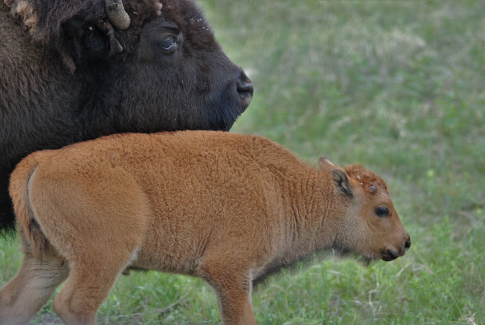 Nikon D80 sample photo. Bison, buffalo, young bison photography